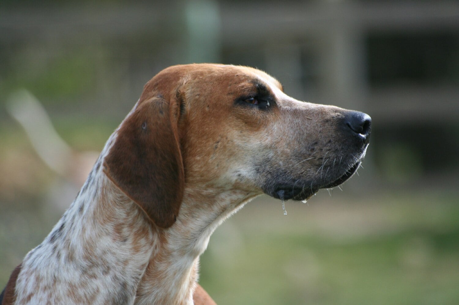 English Foxhound dog breed