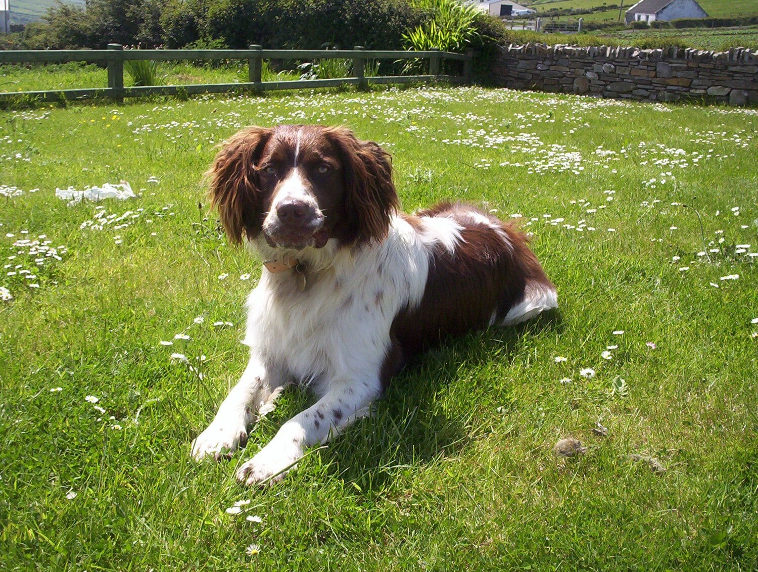 English Springer Spaniel dog breed