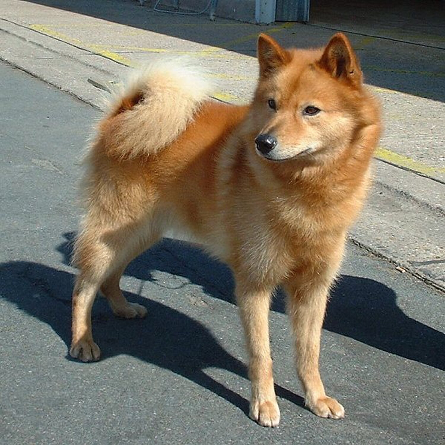 Finnish Spitz dog breed