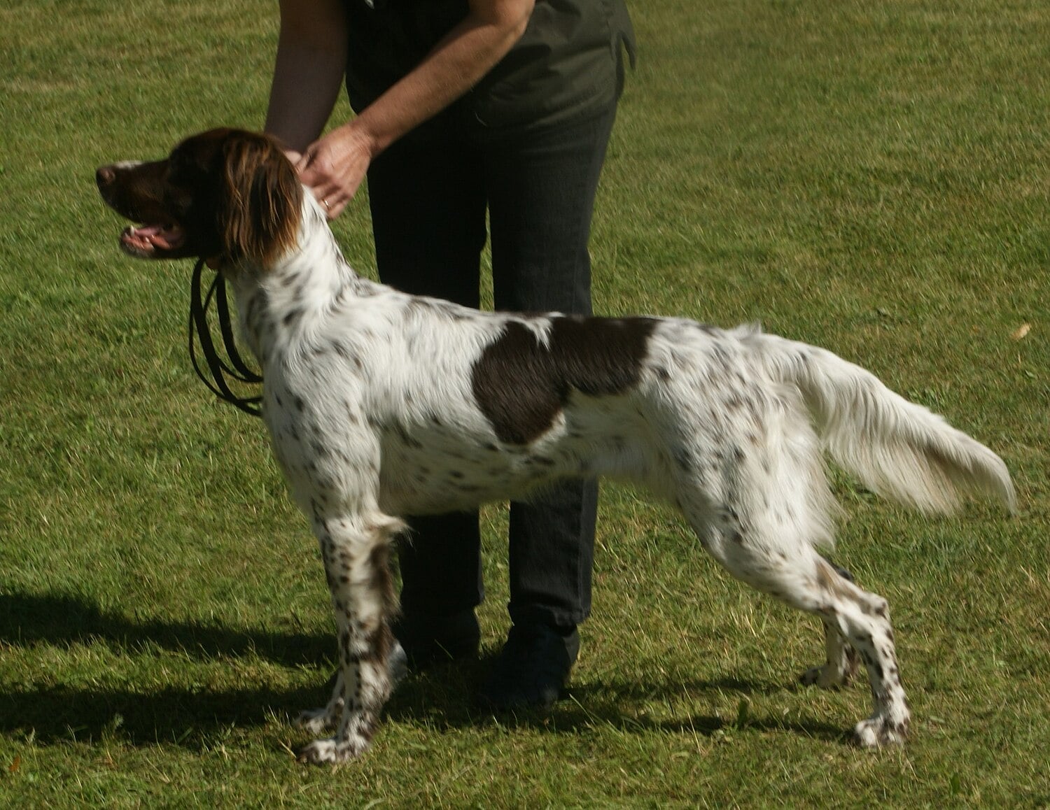 German Longhaired Pointer dog breed
