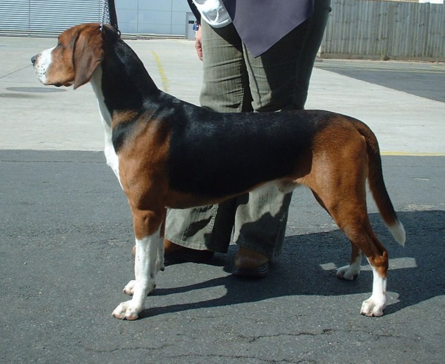 Hamiltonstovare dog breed