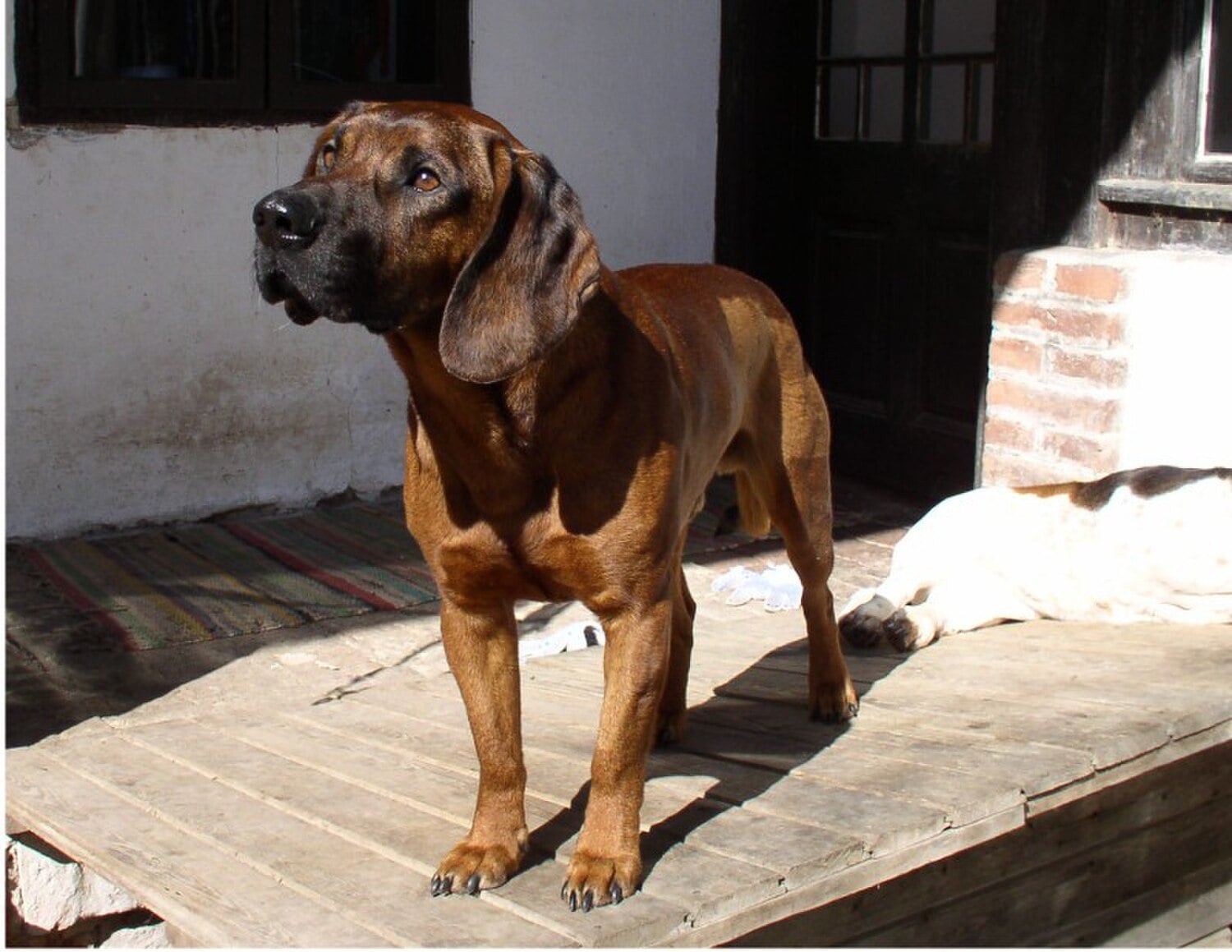 Hanoverian Scenthound dog breed