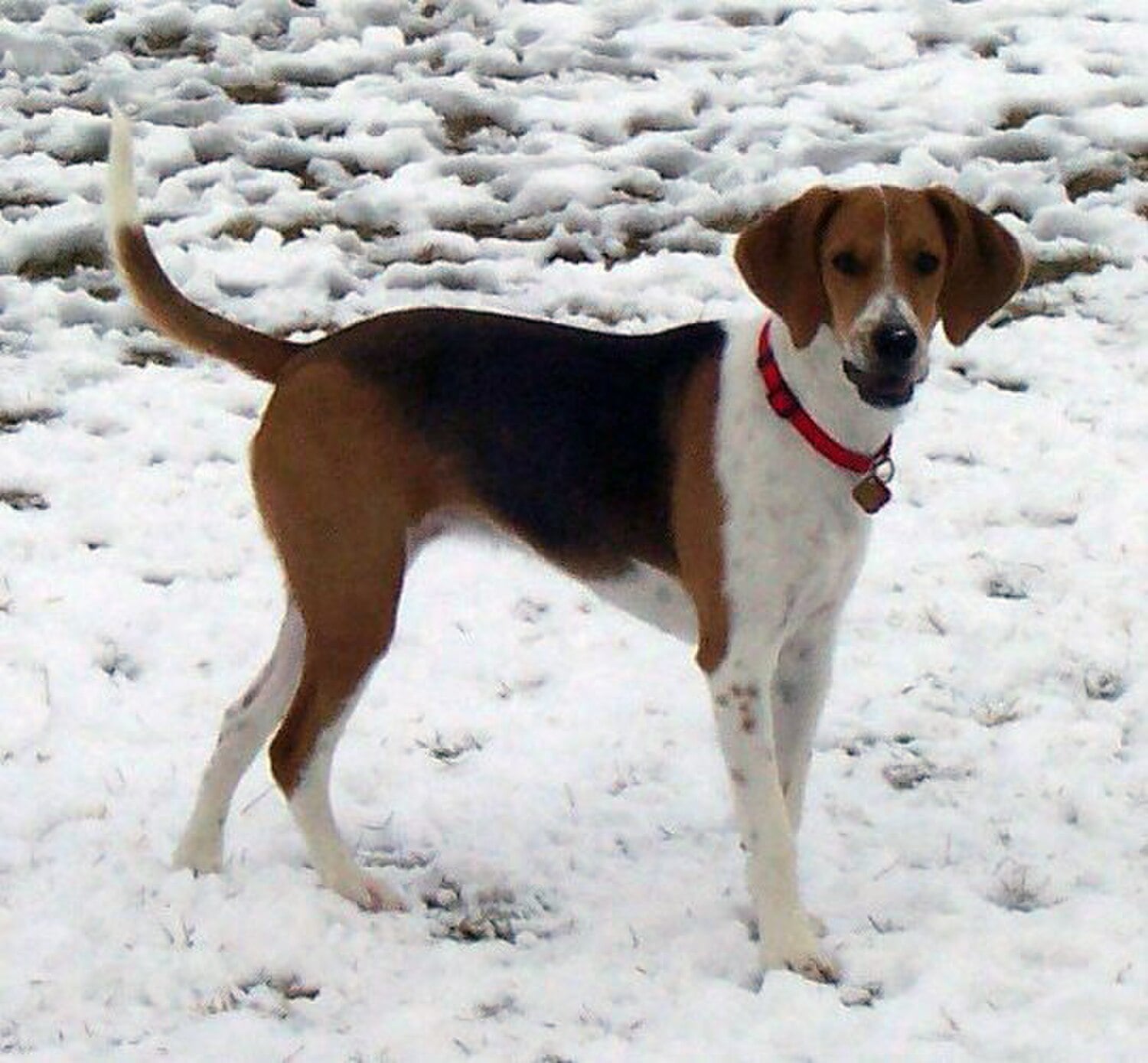 Harrier dog breed