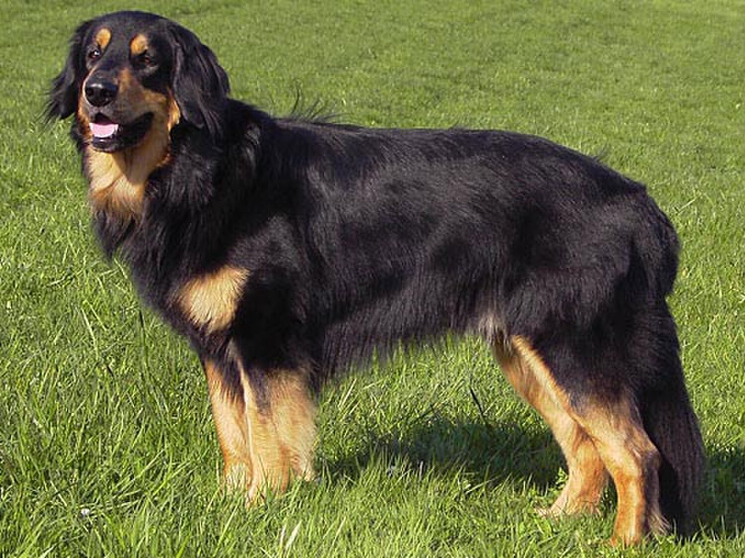 Hovawart dog breed