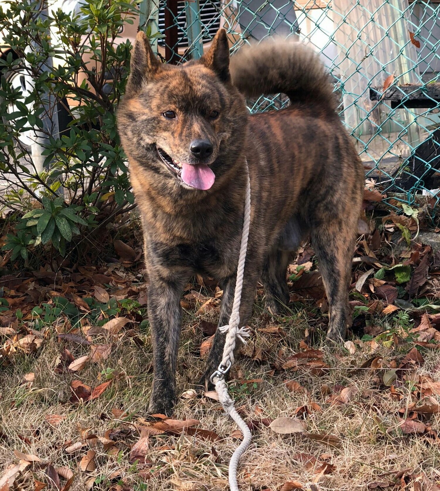 Kai Ken dog breed
