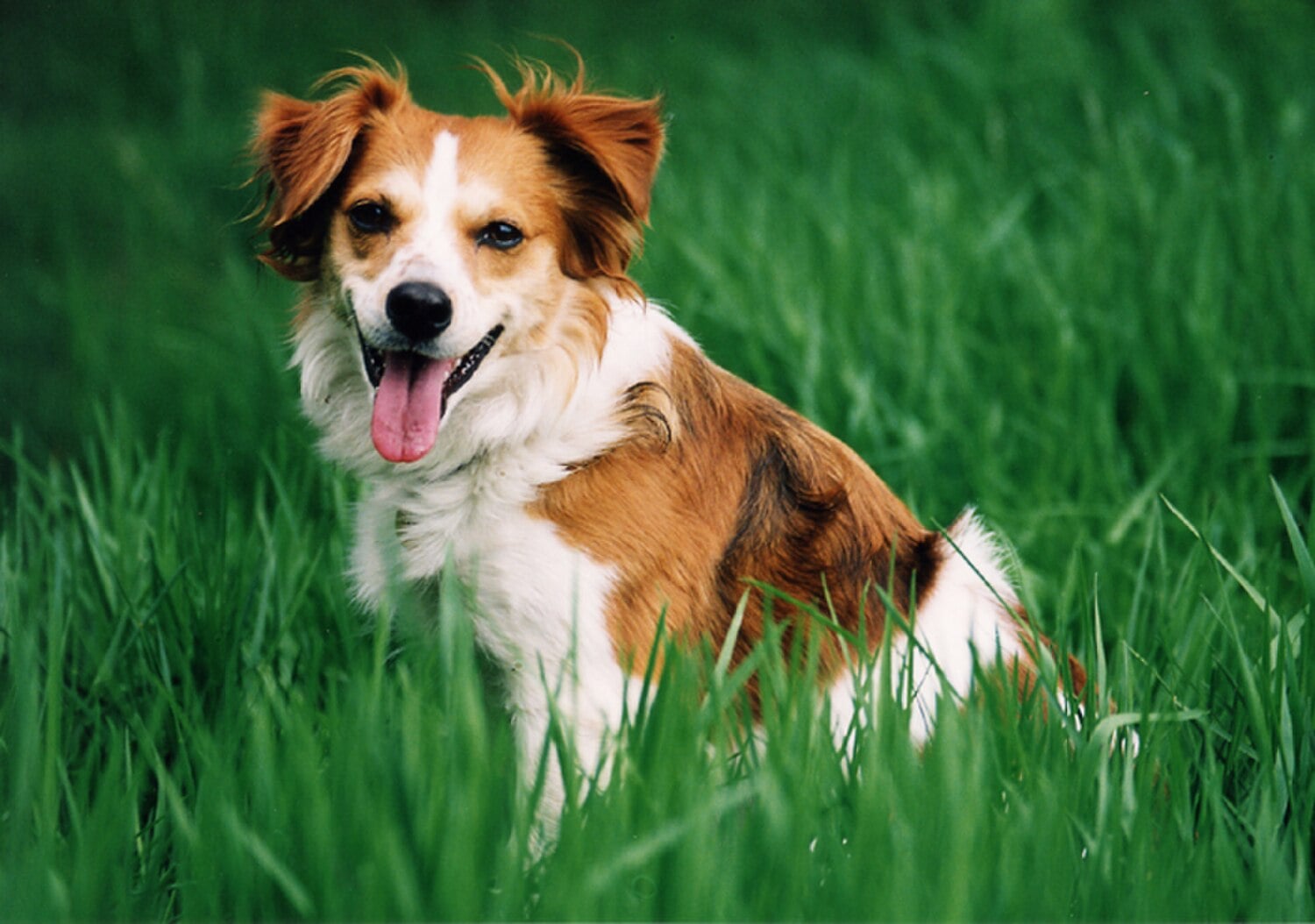 Kromfohrlander dog breed