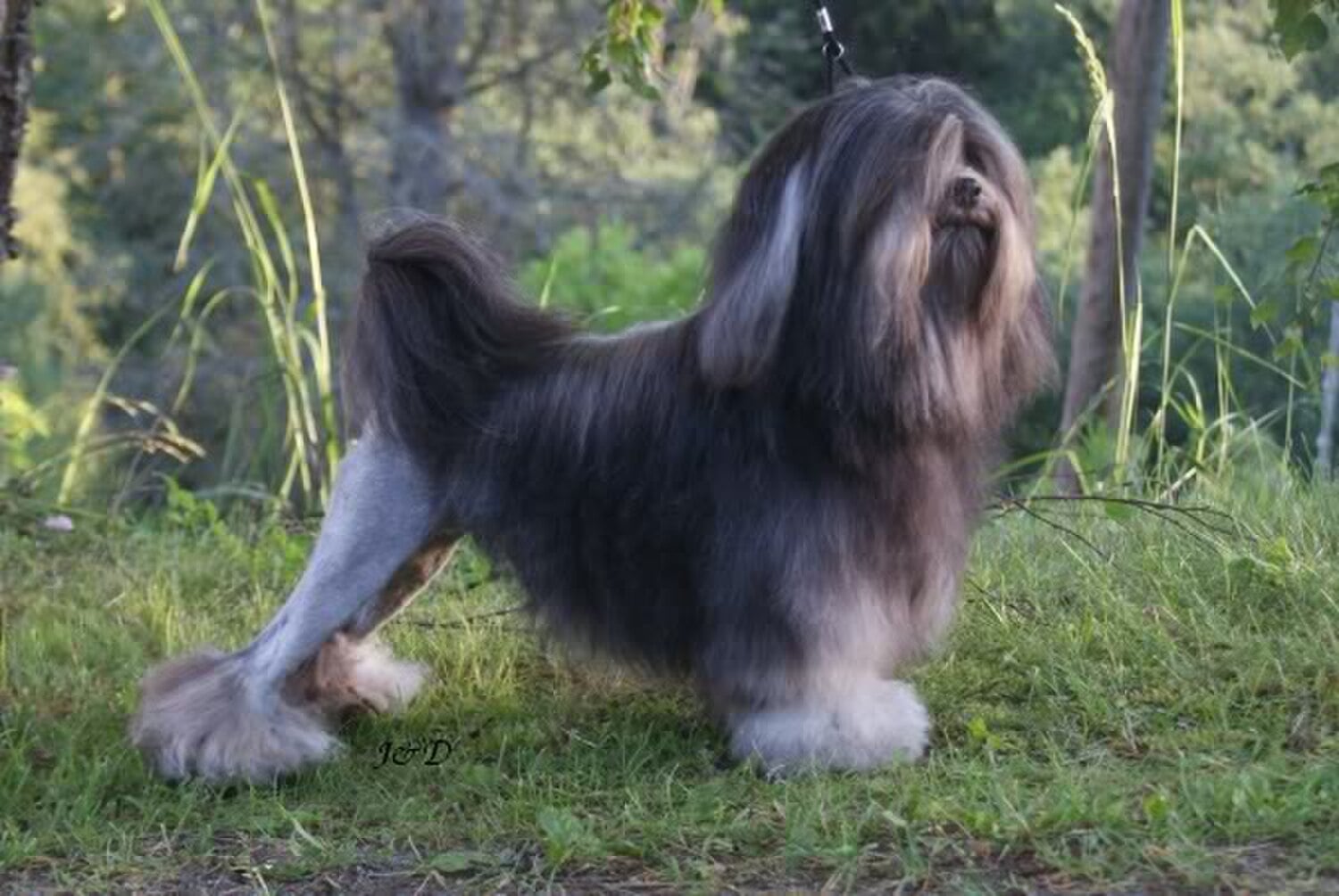 Löwchen dog breed