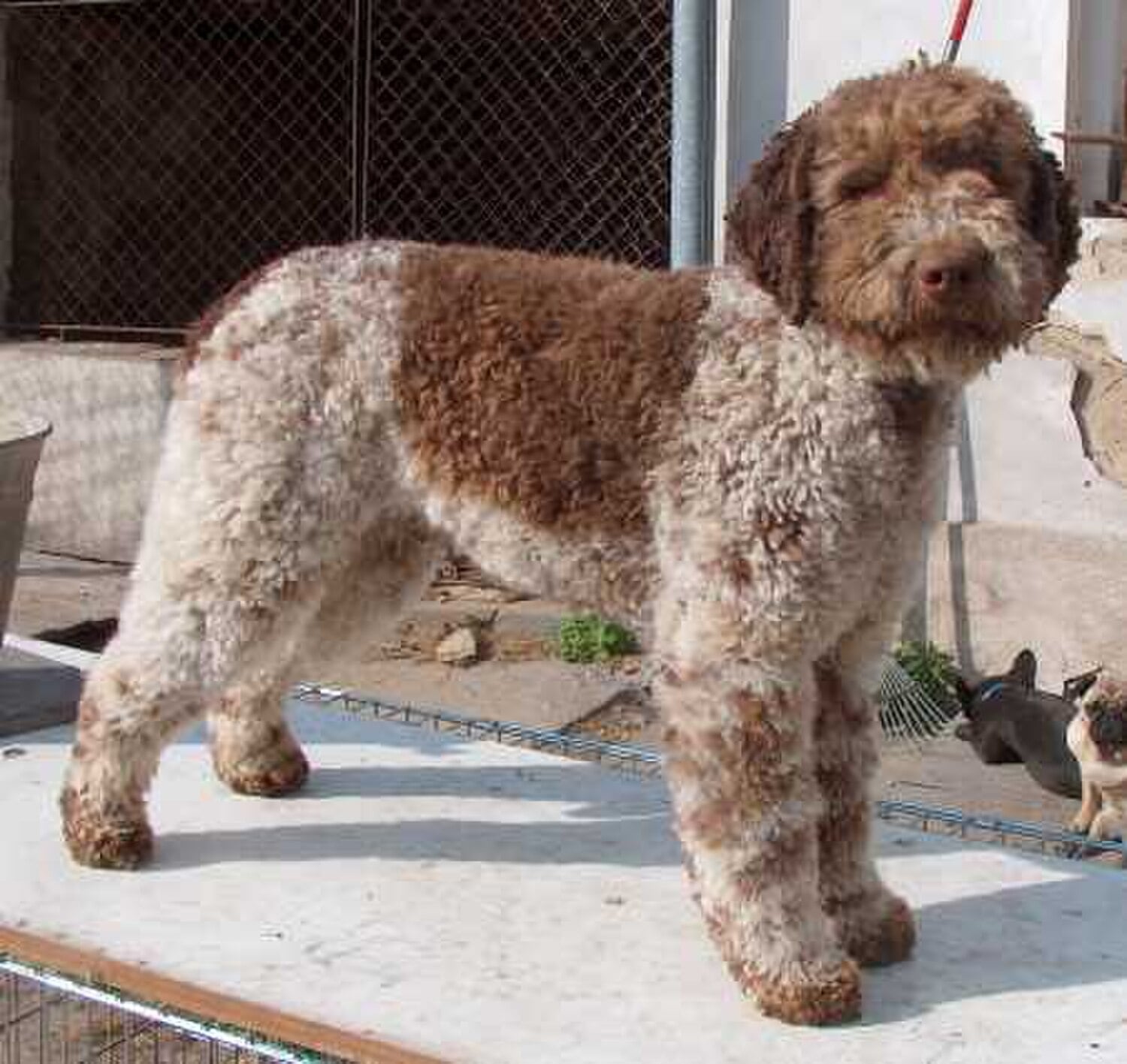 Lagotto Romagnolo dog breed