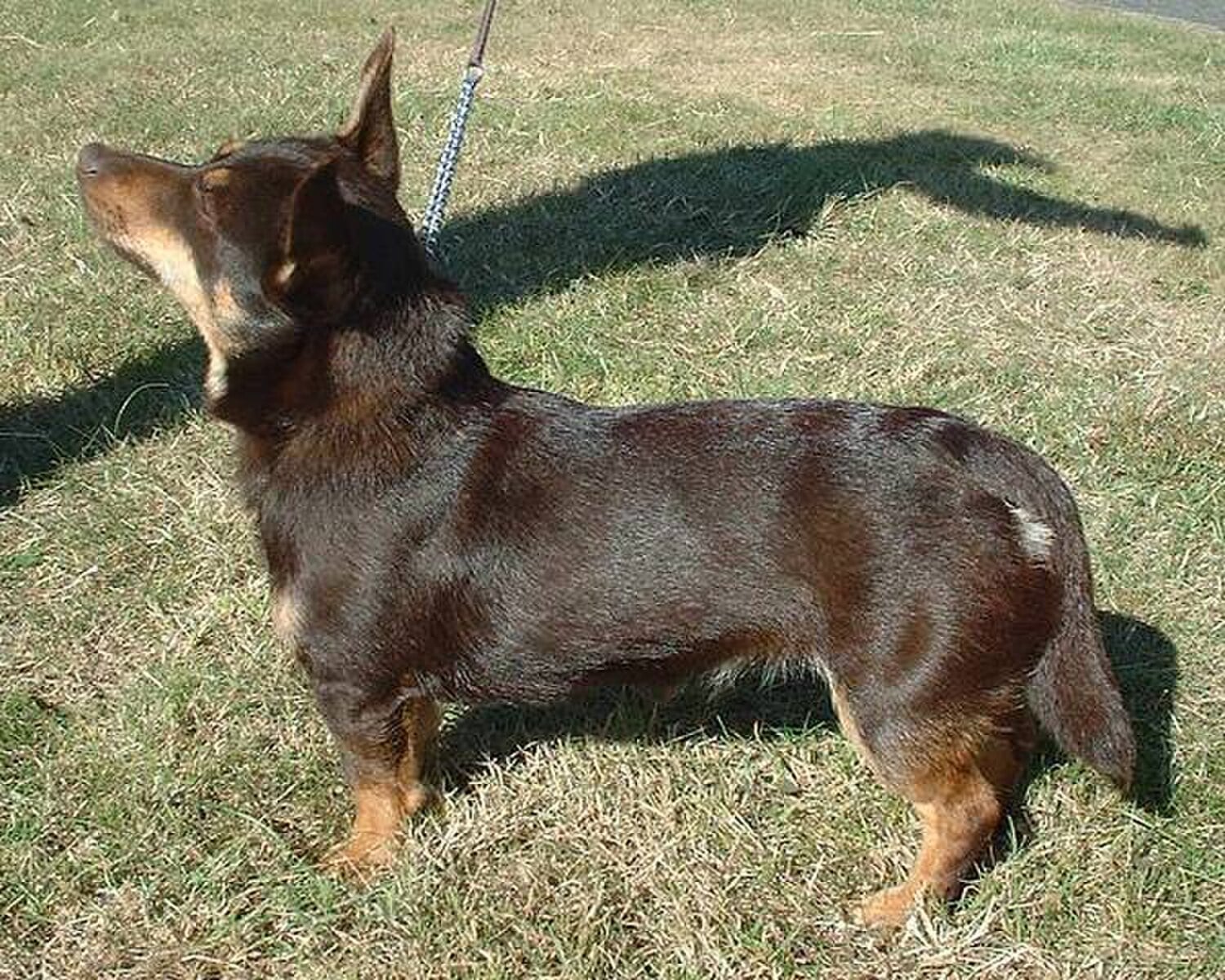 Lancashire Heeler dog breed