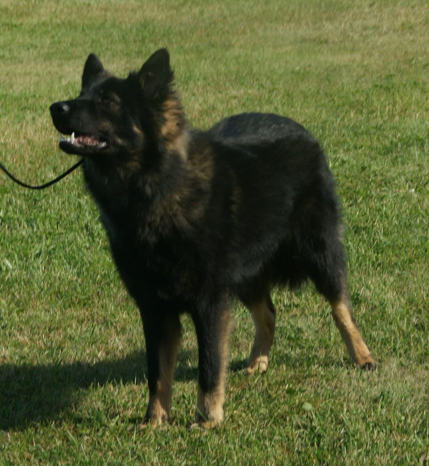 Lapponian Herder dog breed