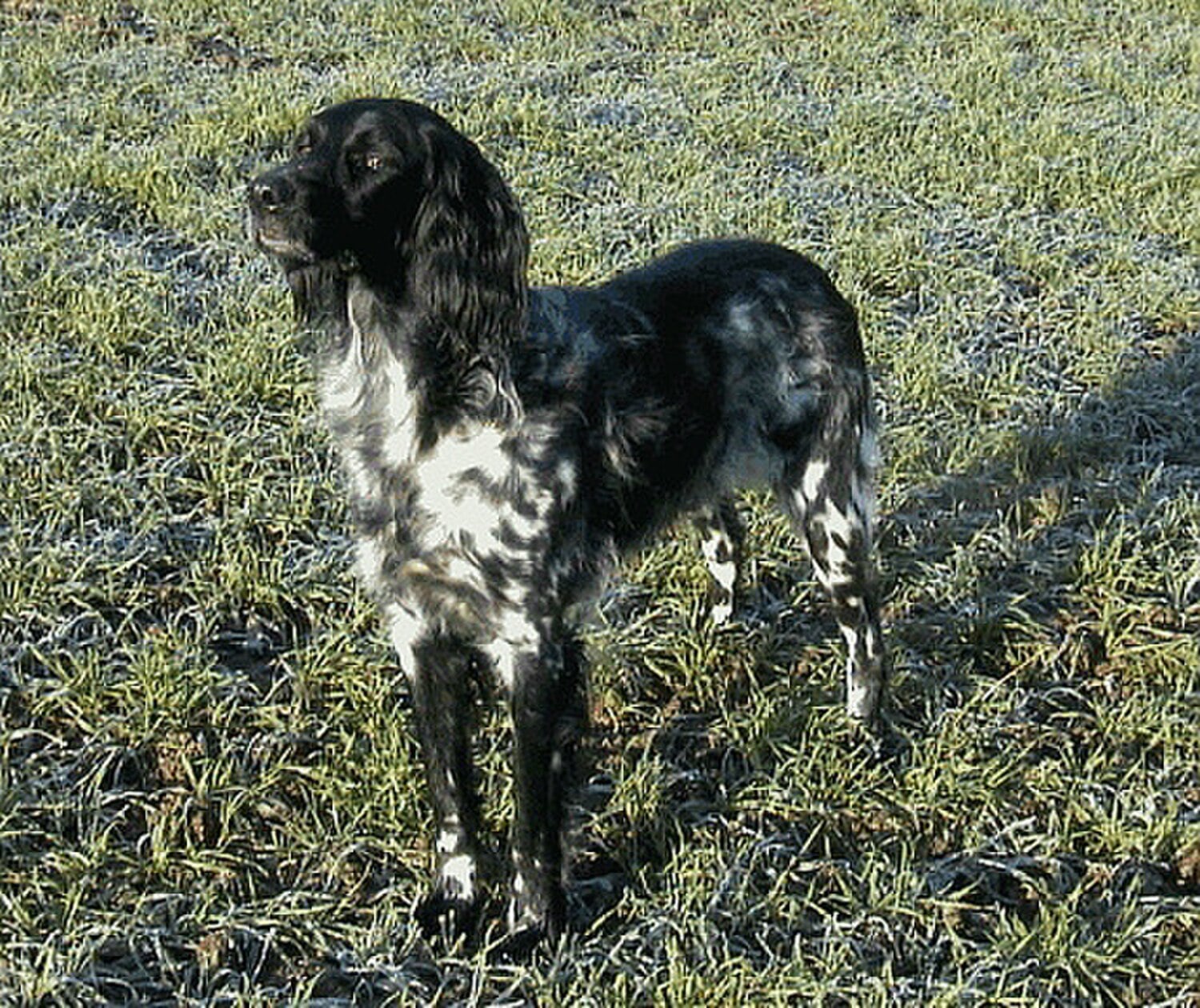 Large Munsterlander dog breed