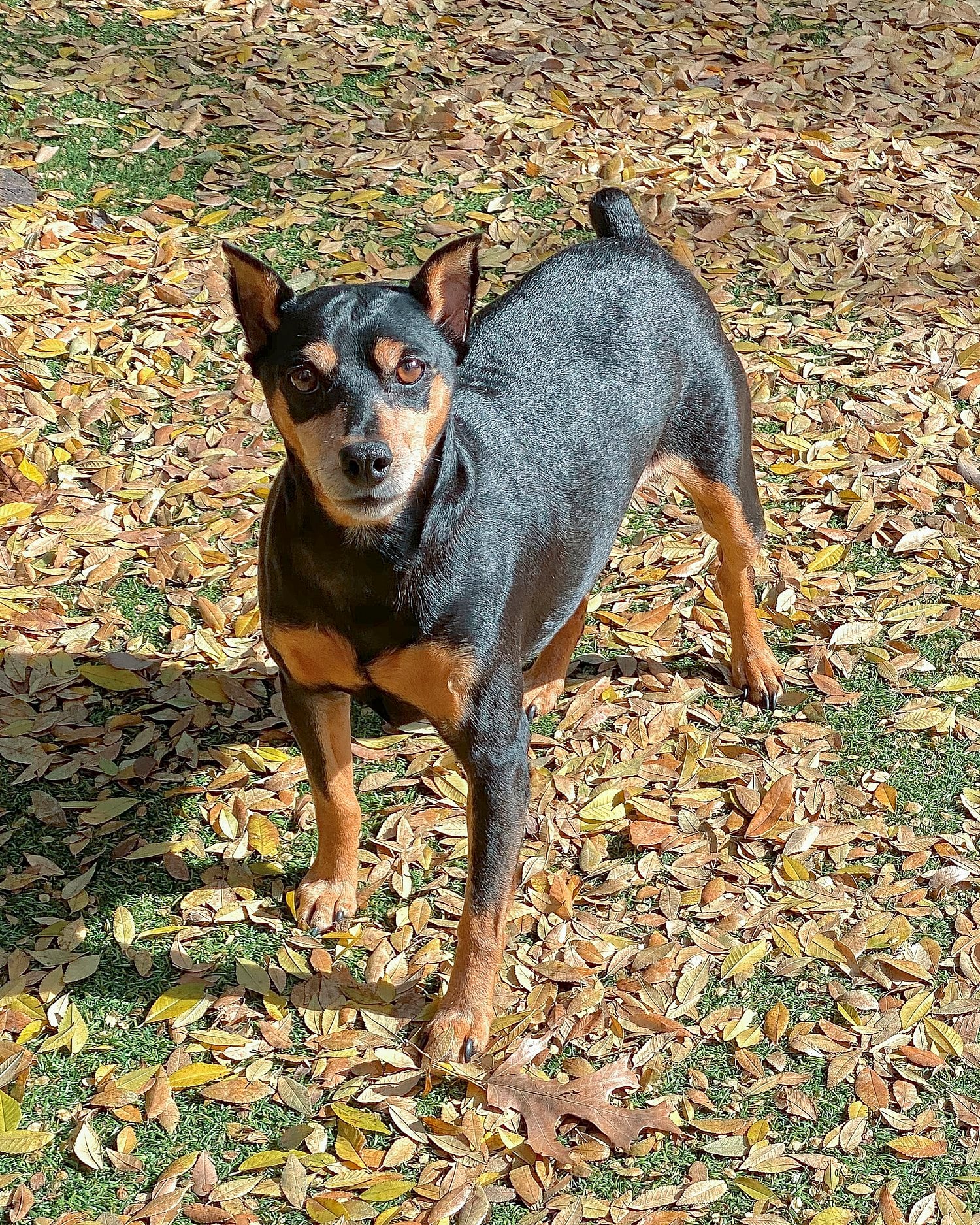 Miniature Pinscher dog breed