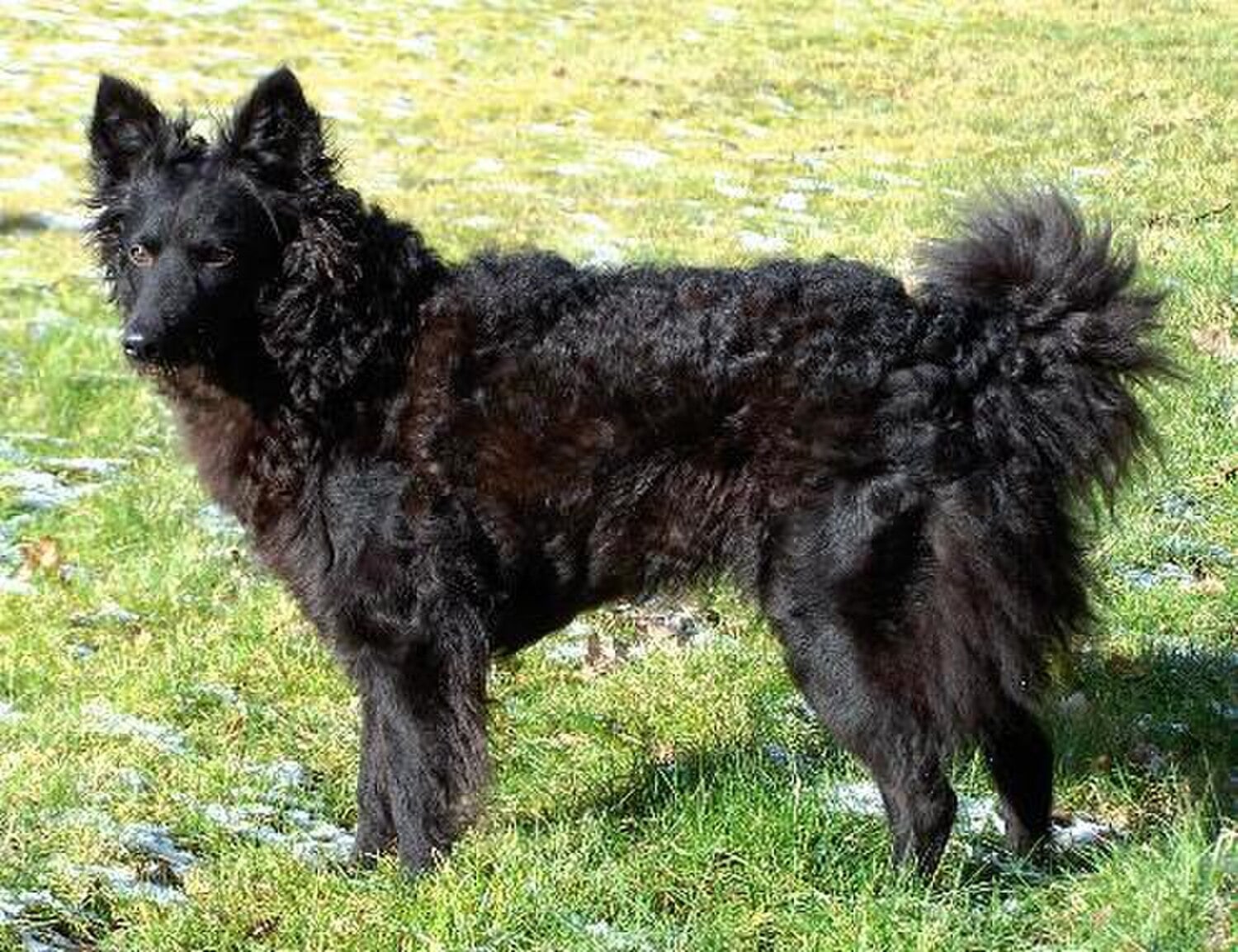 Mudi dog breed