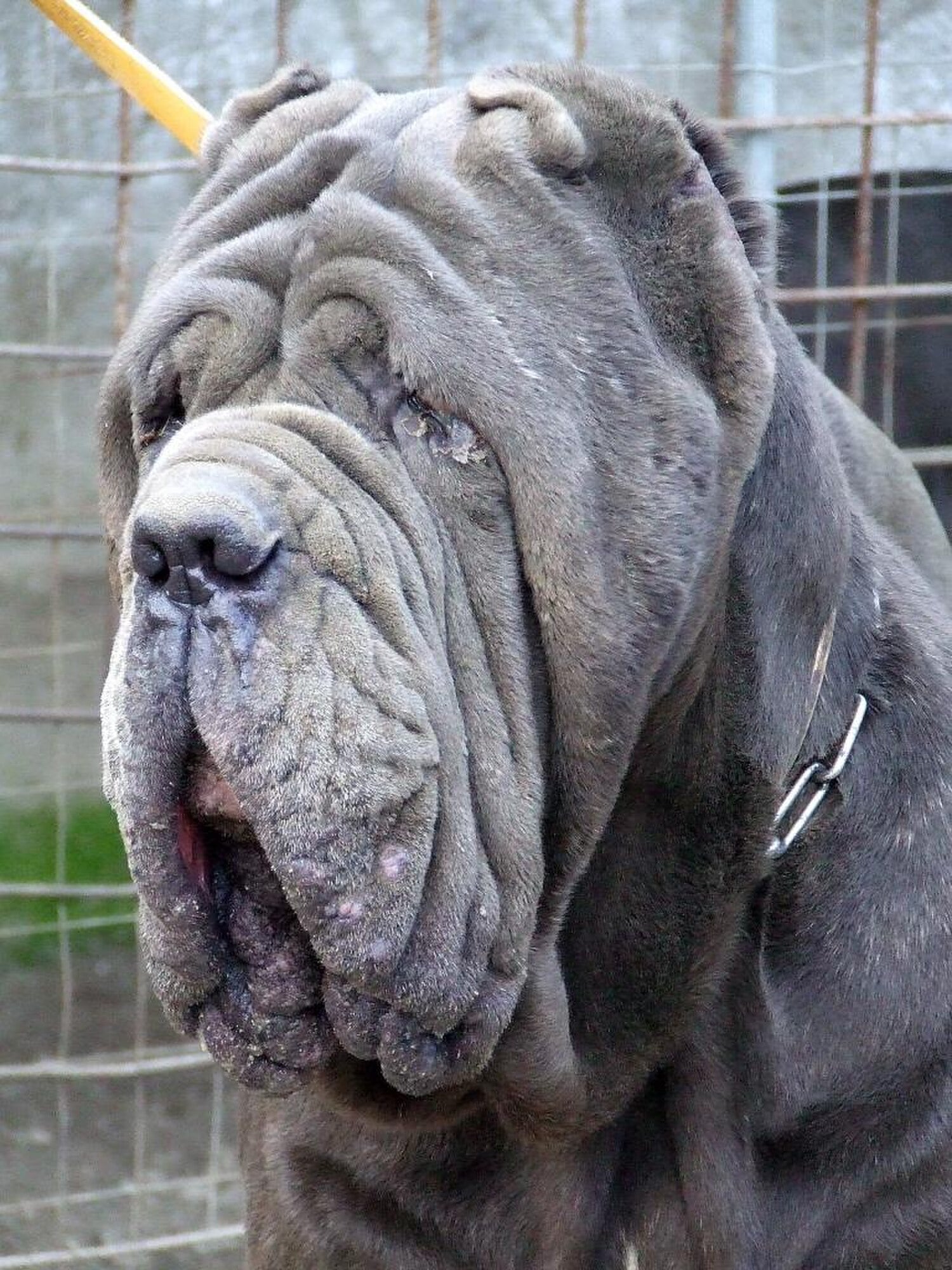 Neapolitan Mastiff dog breed
