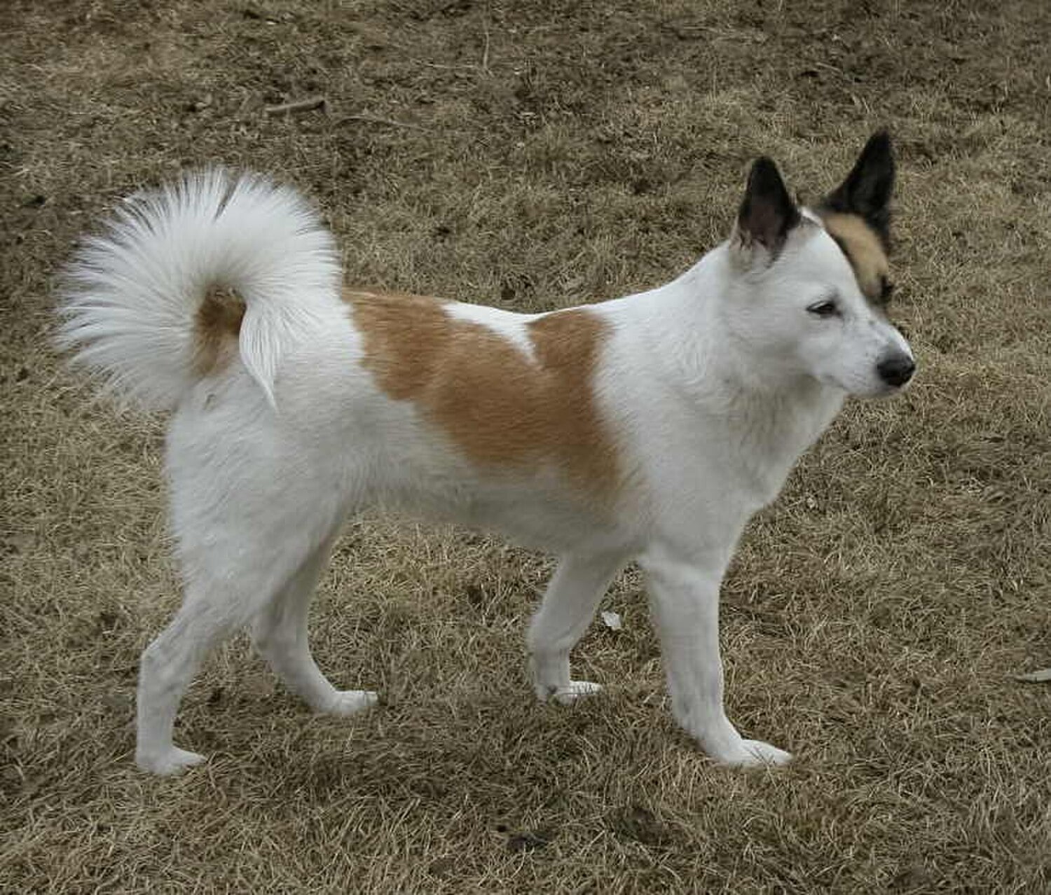 Norrbottenspets dog breed