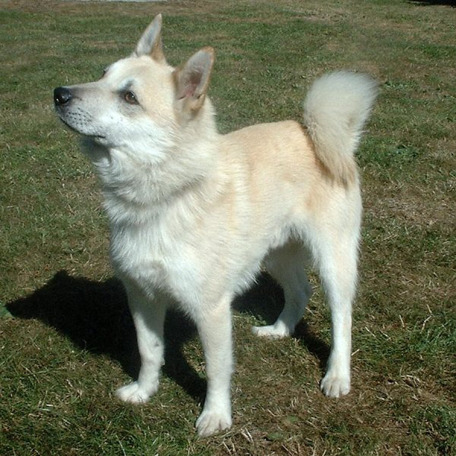 Norwegian Buhund dog breed