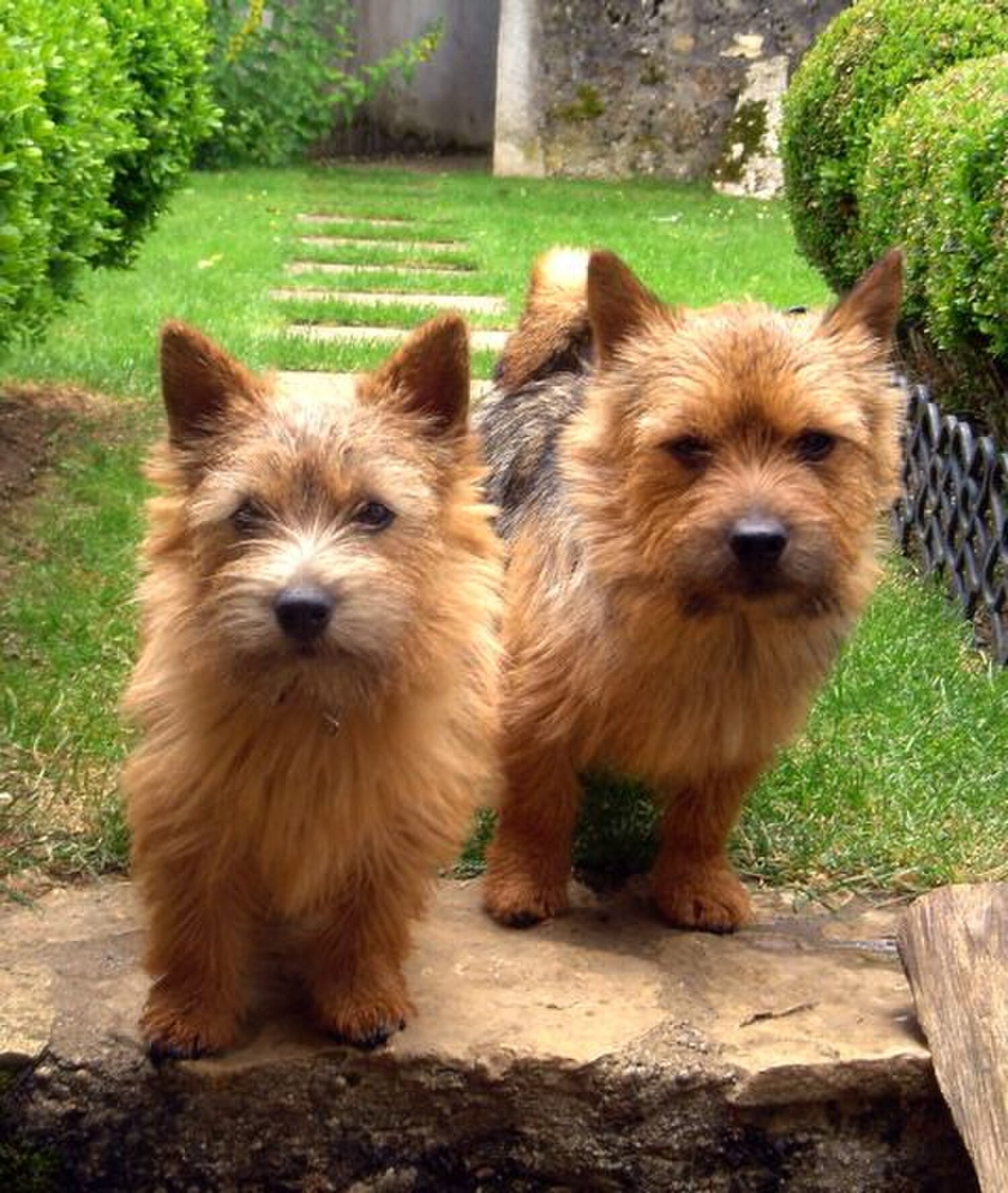 Norwich Terrier dog breed