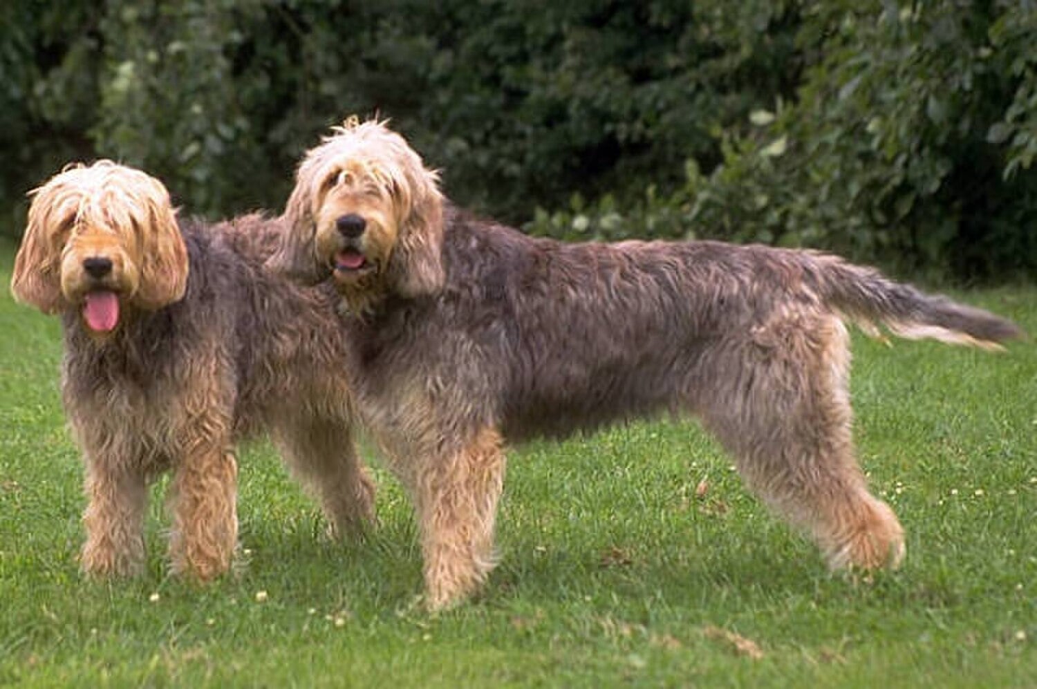 Otterhound dog breed