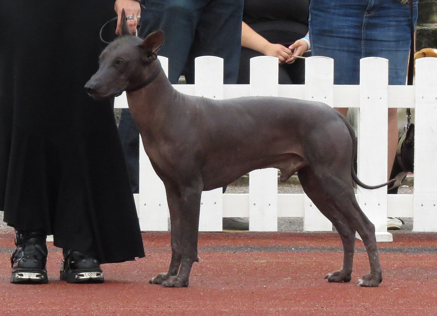 Peruvian Inca Orchid dog breed
