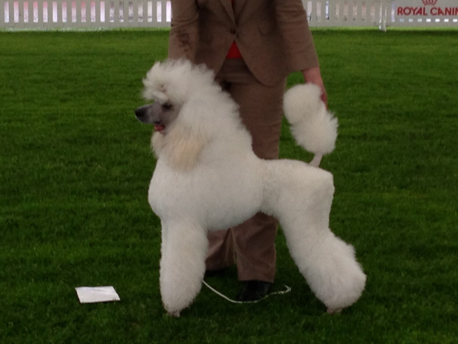 Poodle (Standard) dog breed