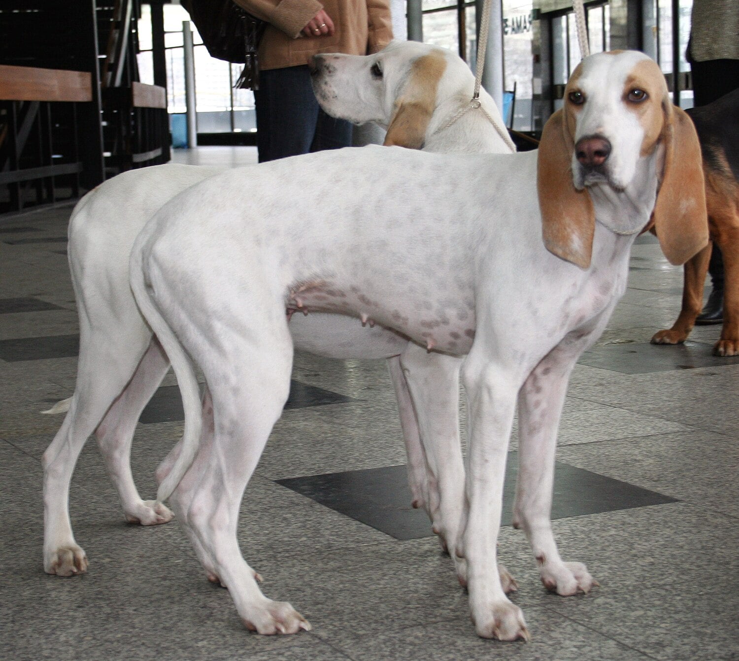 Porcelaine dog breed
