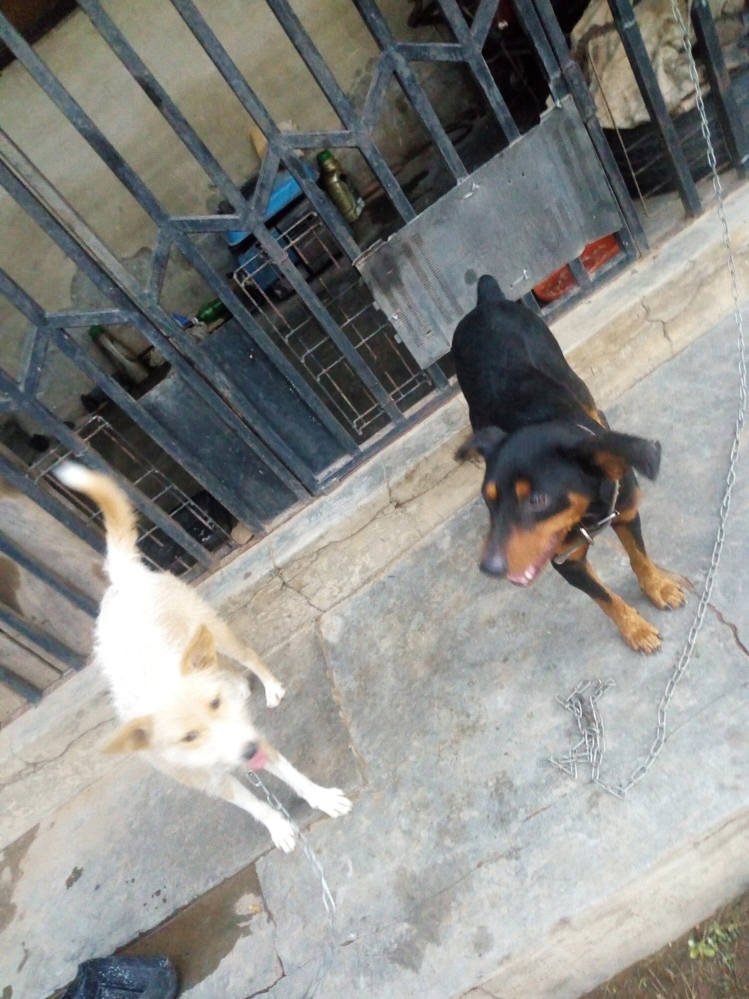Portuguese Podengo dog breed