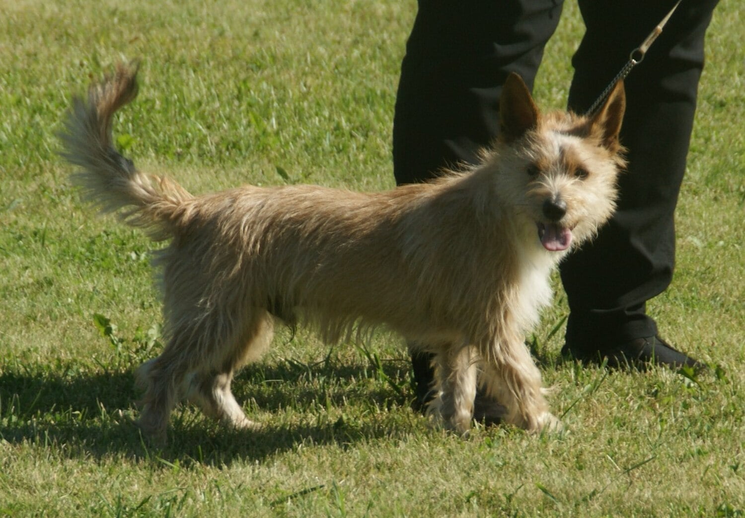 Portuguese Podengo Pequeno dog breed