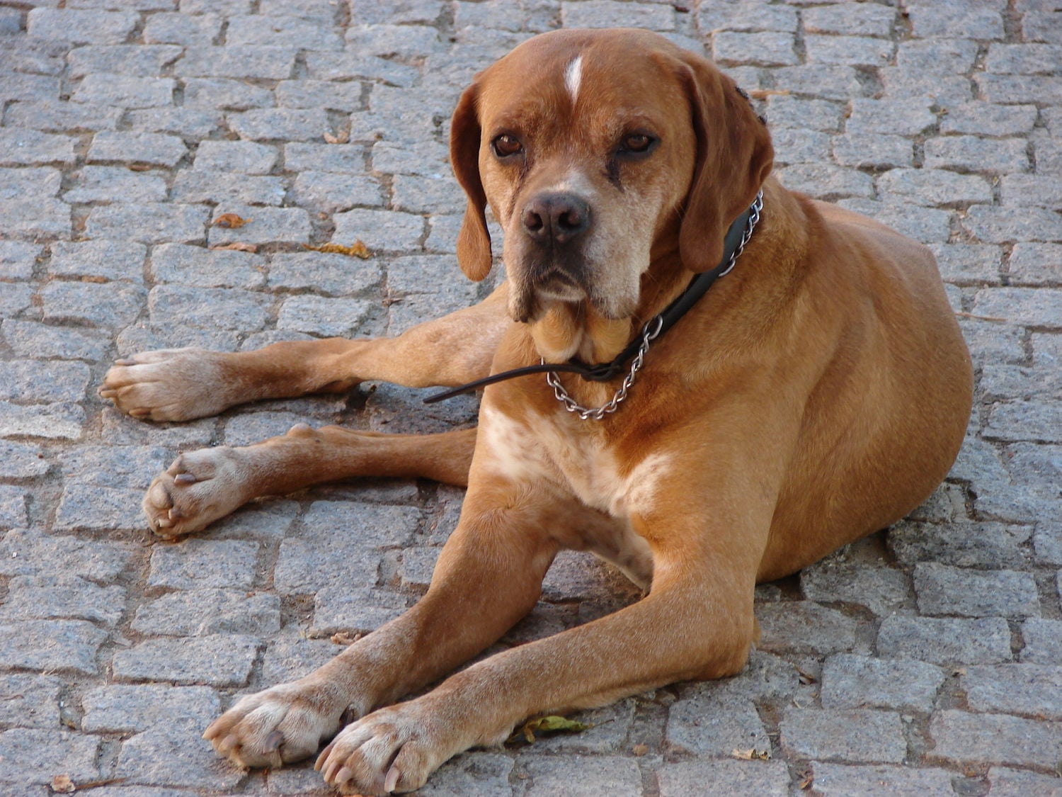 Portuguese Pointer dog breed