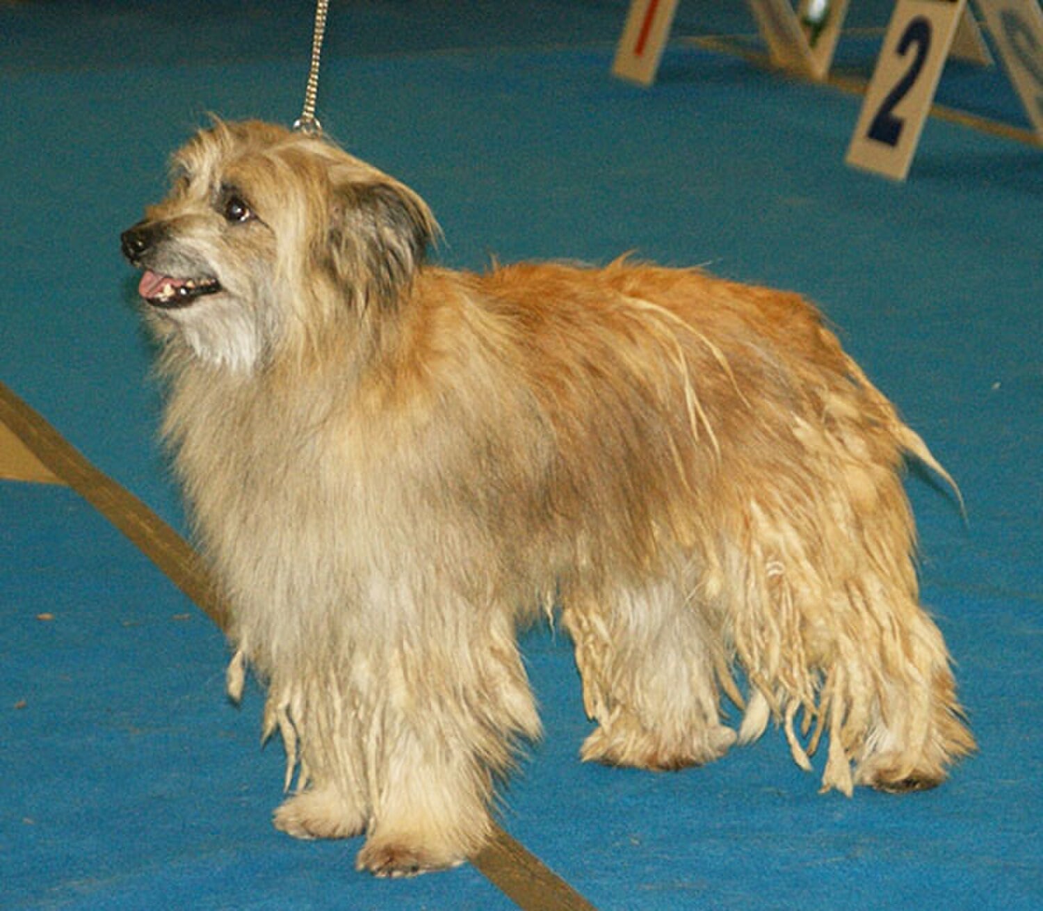Pyrenean Shepherd dog breed