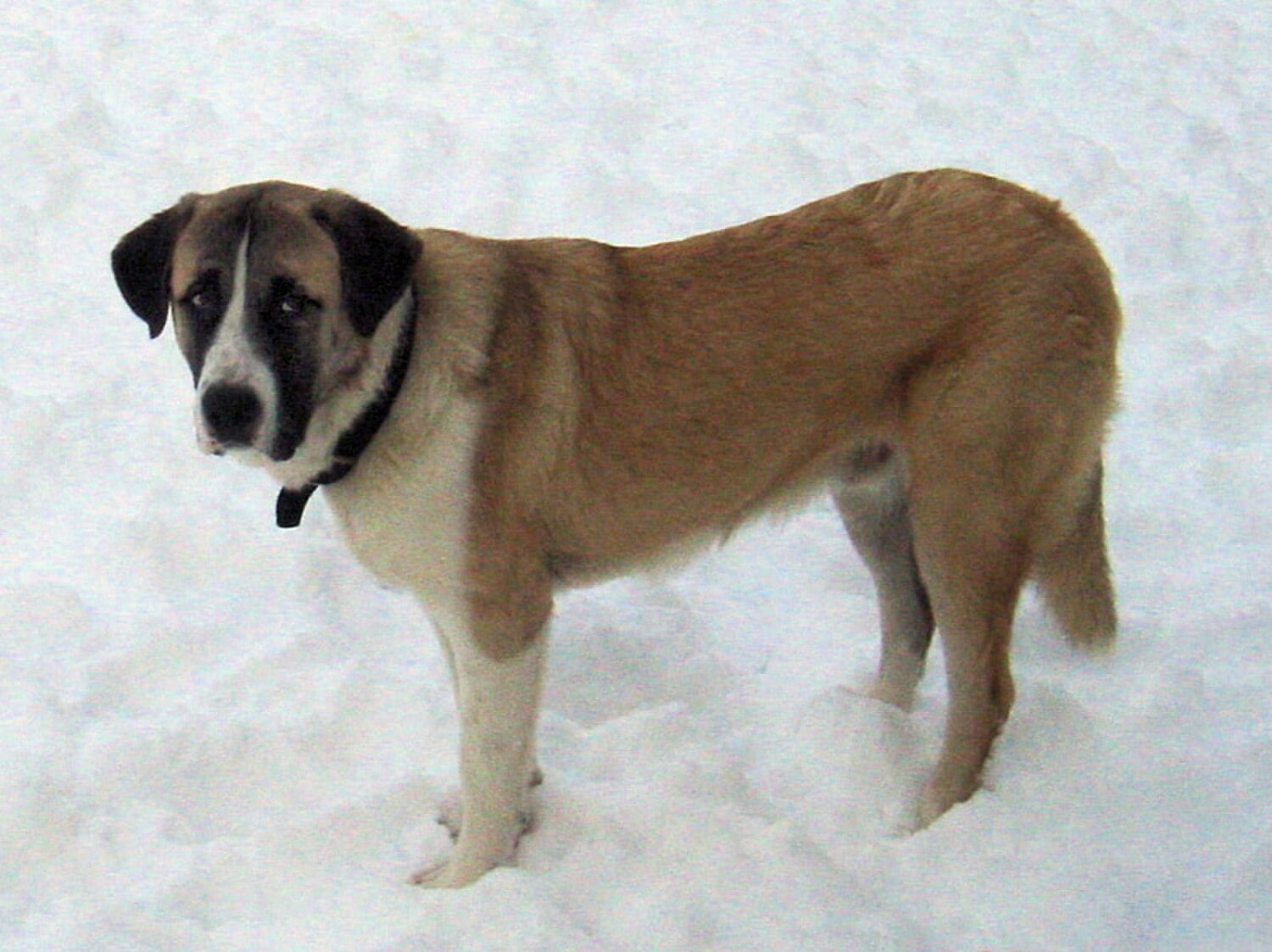 Rafeiro do Alentejo dog breed