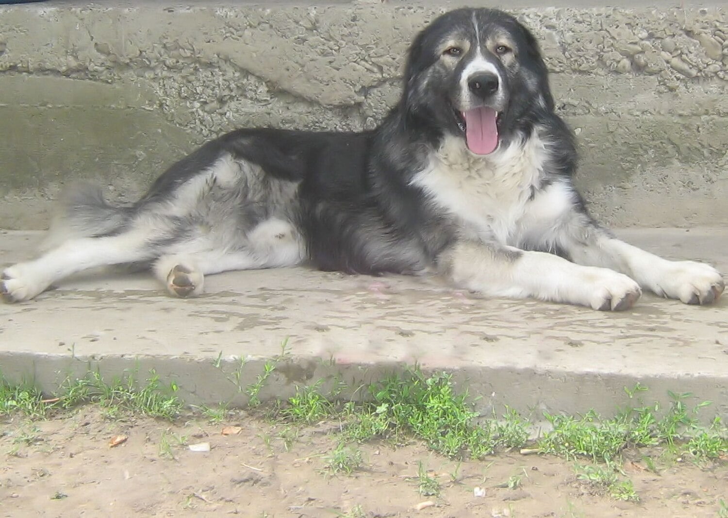 Romanian Carpathian Shepherd dog breed