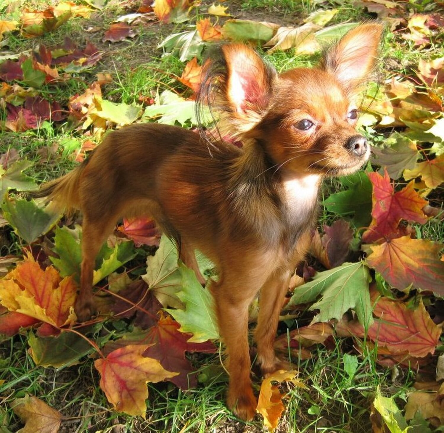 Russian Toy dog breed
