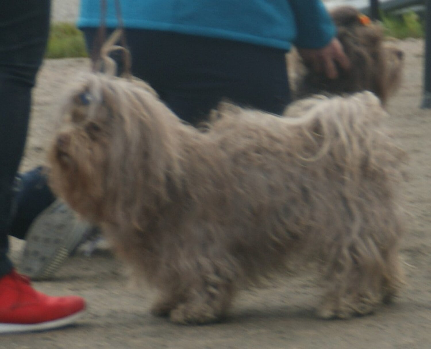 Russian Tsvetnaya Bolonka dog breed