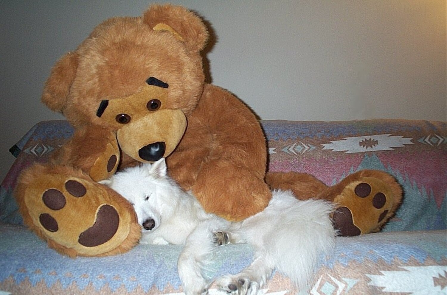Samoyed dog breed