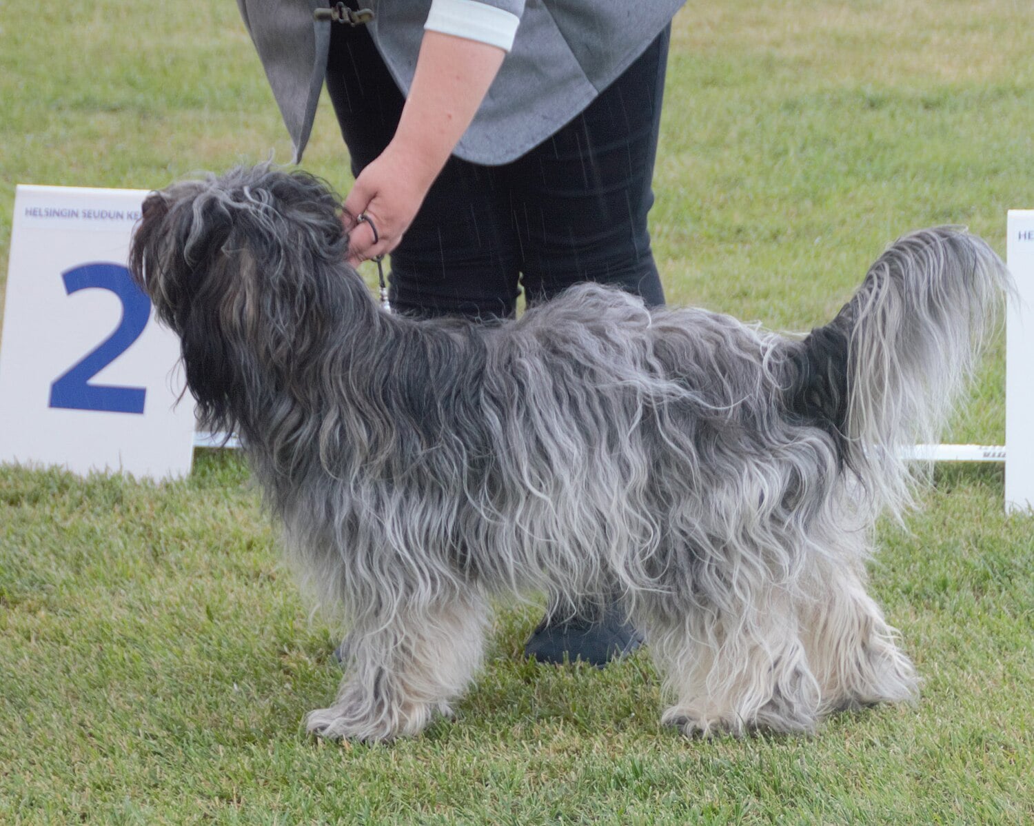 Schapendoes dog breed