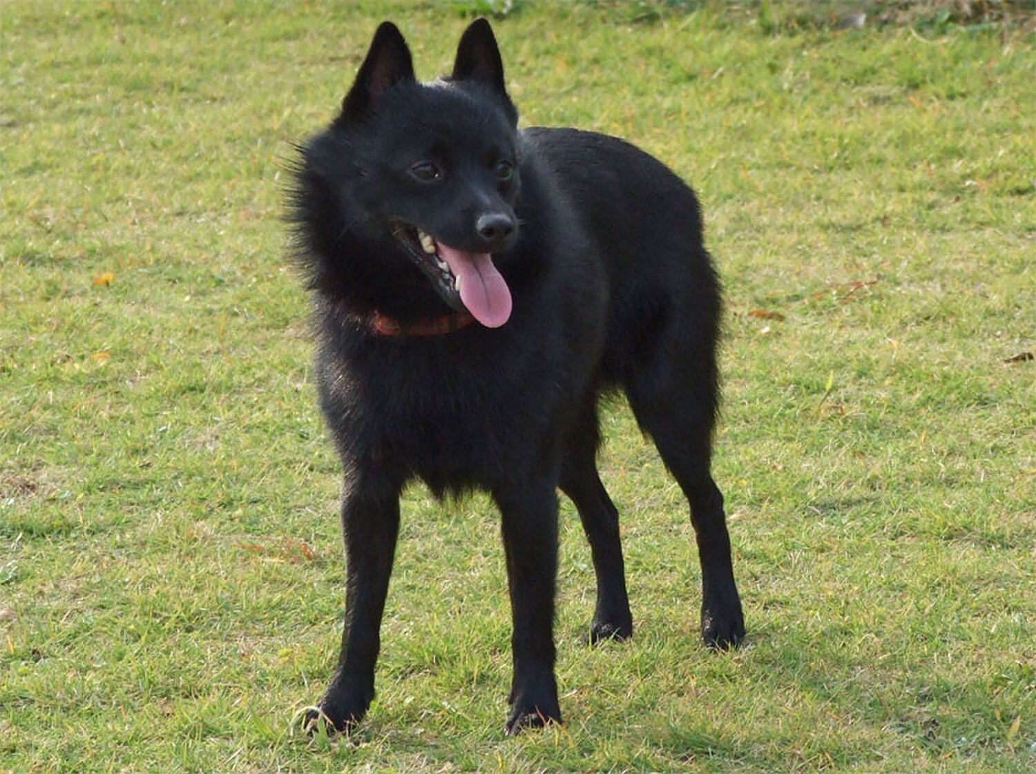 Schipperke dog breed