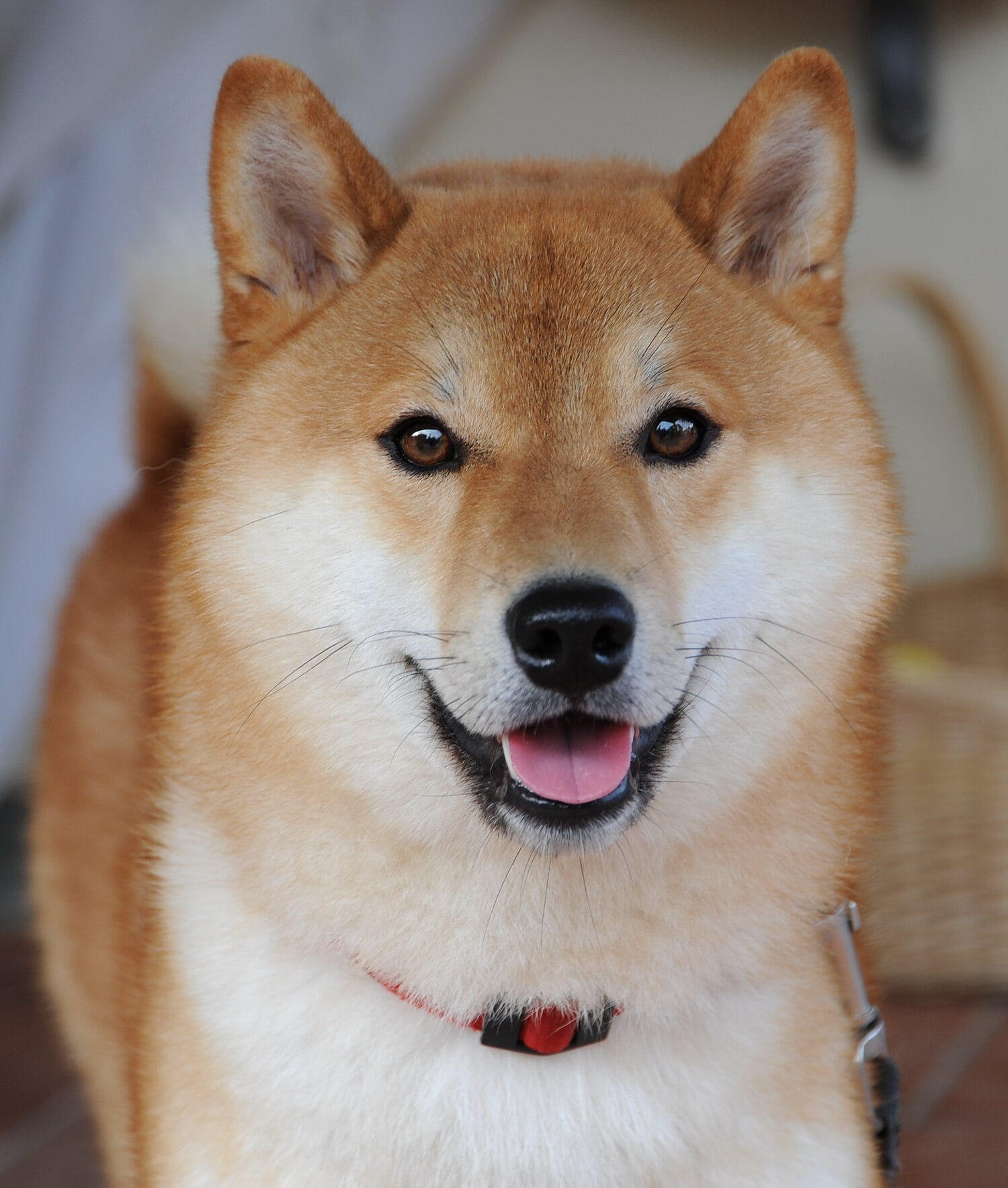 Shiba Inu dog breed