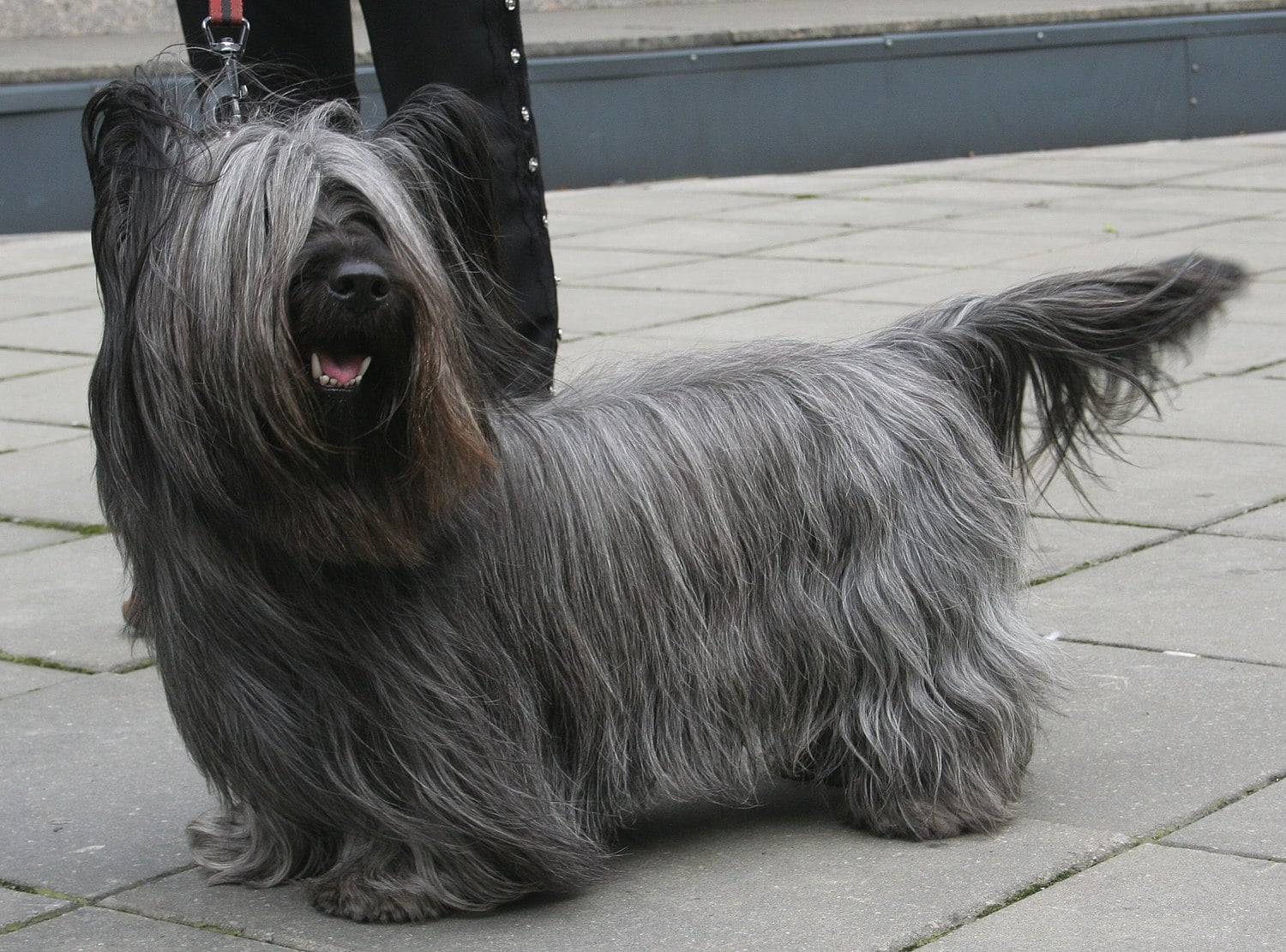Skye Terrier dog breed