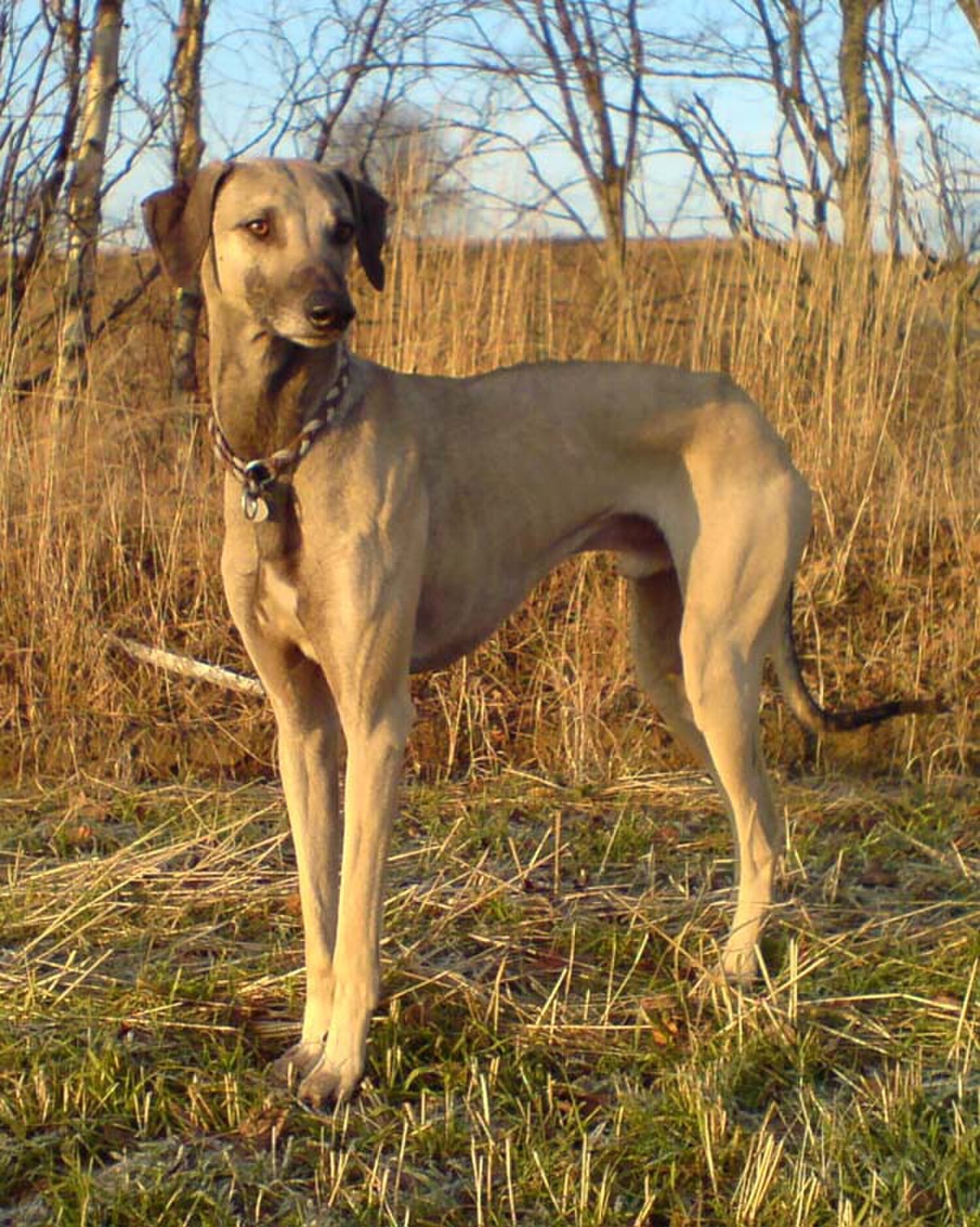 Sloughi dog breed