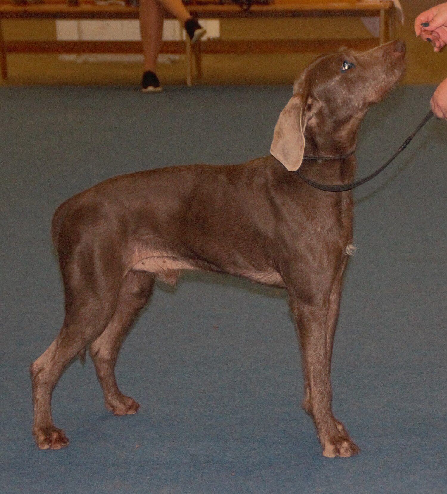 Slovakian Wirehaired Pointer dog breed