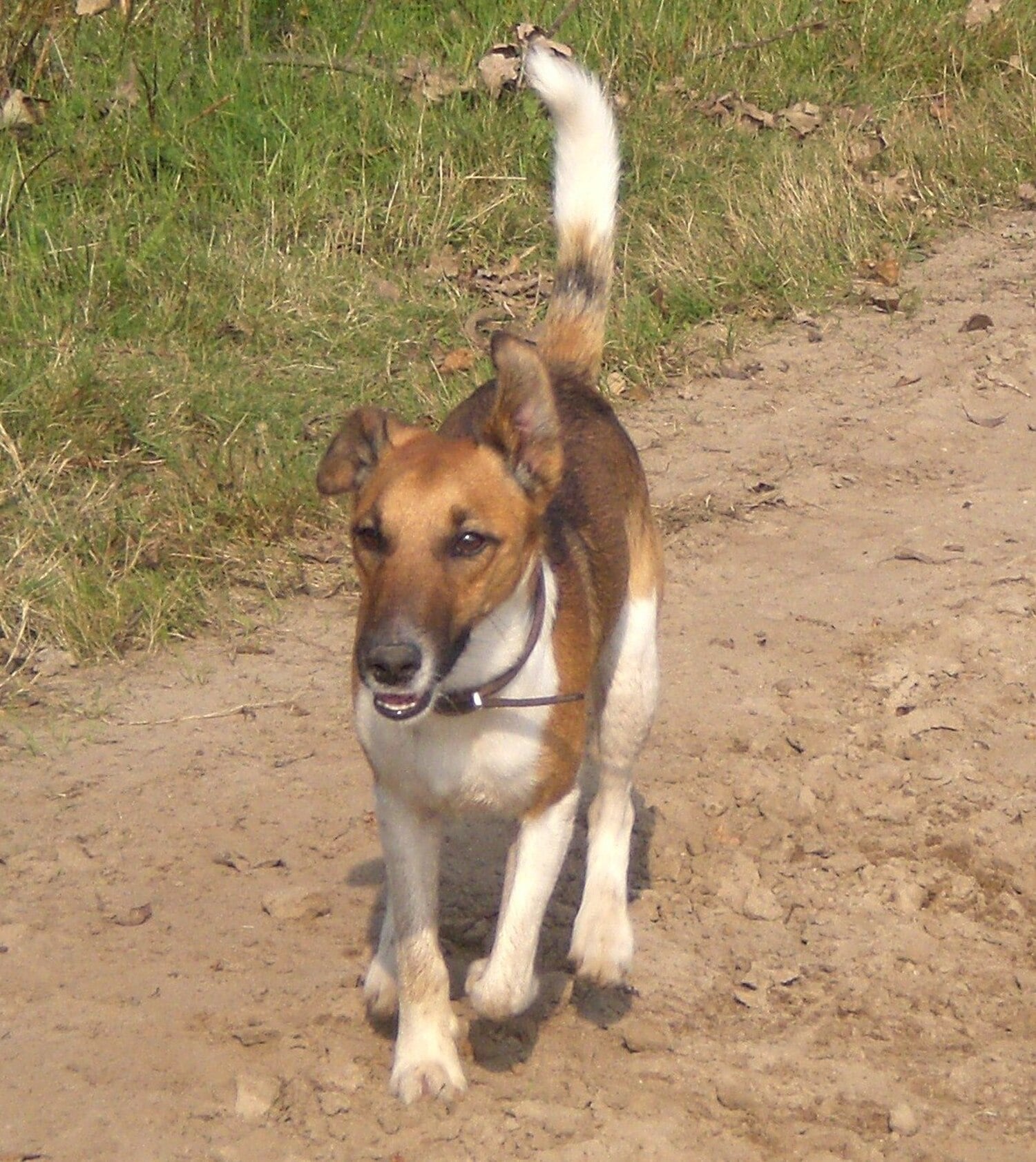 Smooth Fox Terrier dog breed