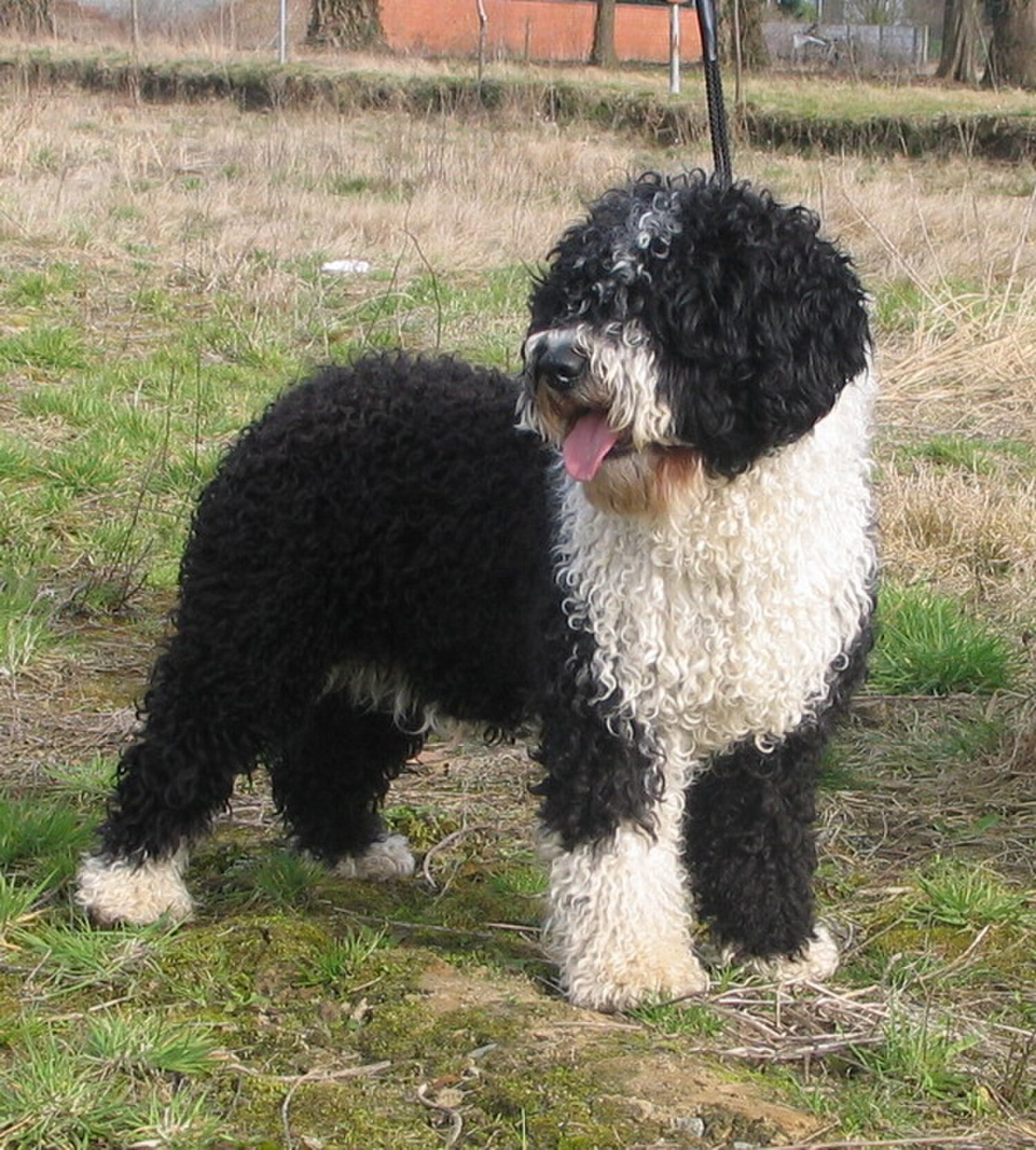 Spanish Water Dog dog breed
