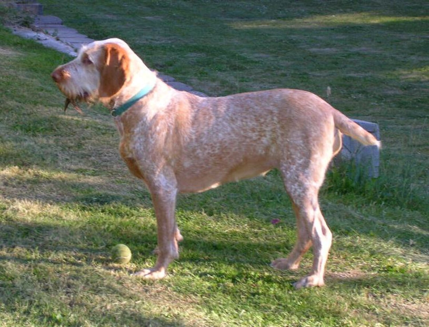 Spinone Italiano dog breed