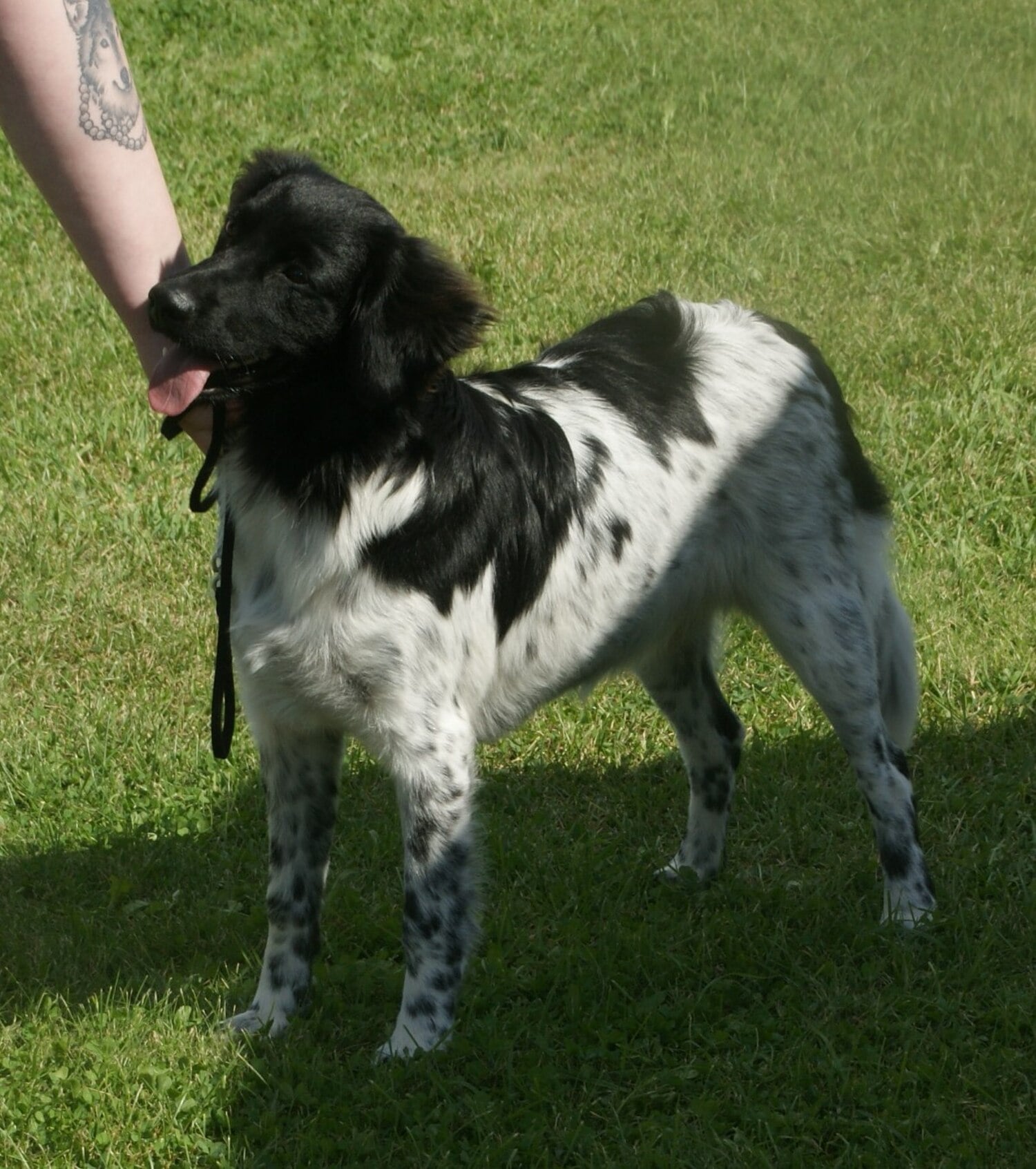 Stabyhoun dog breed