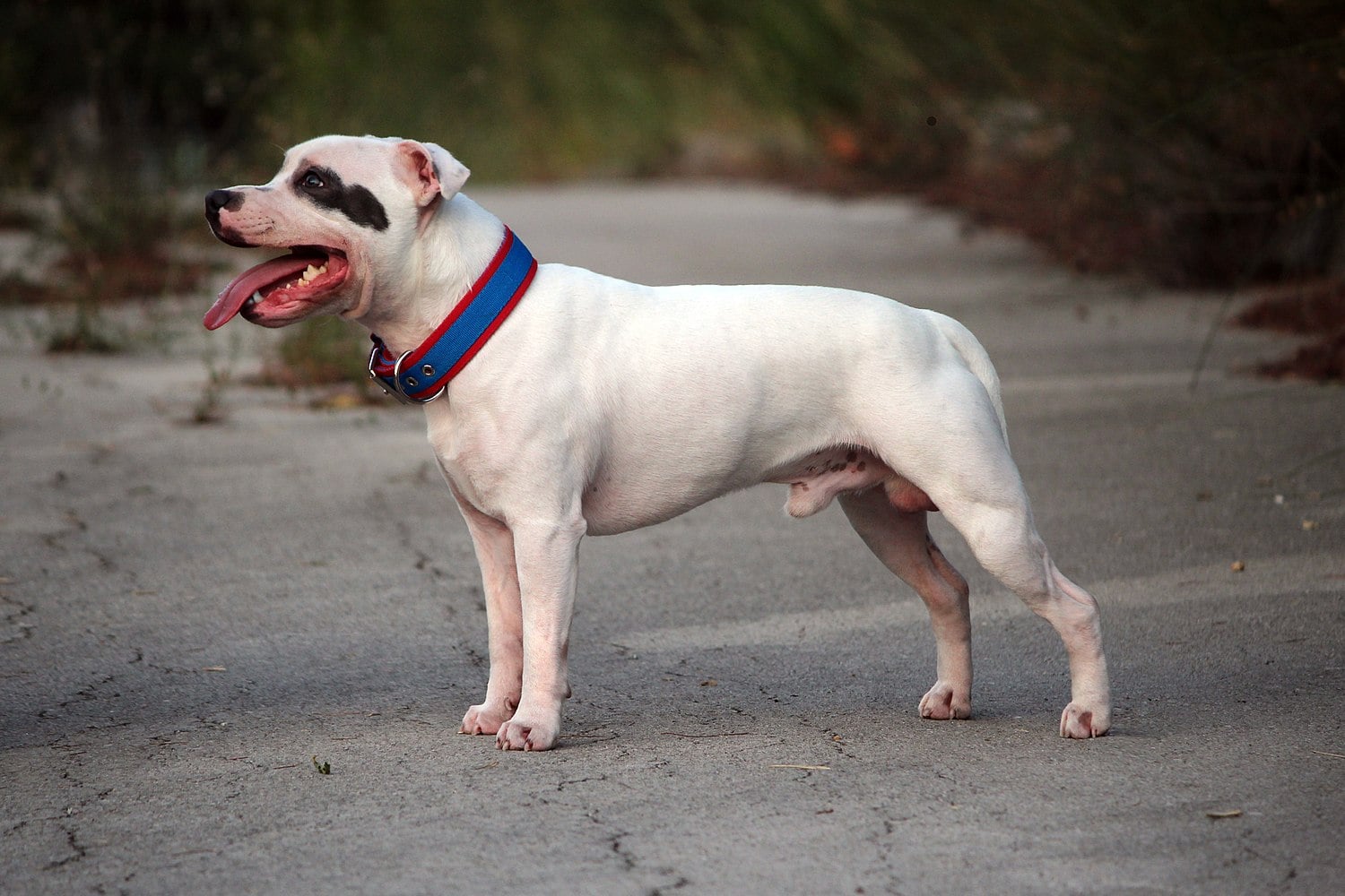 Staffordshire Bull Terrier dog breed