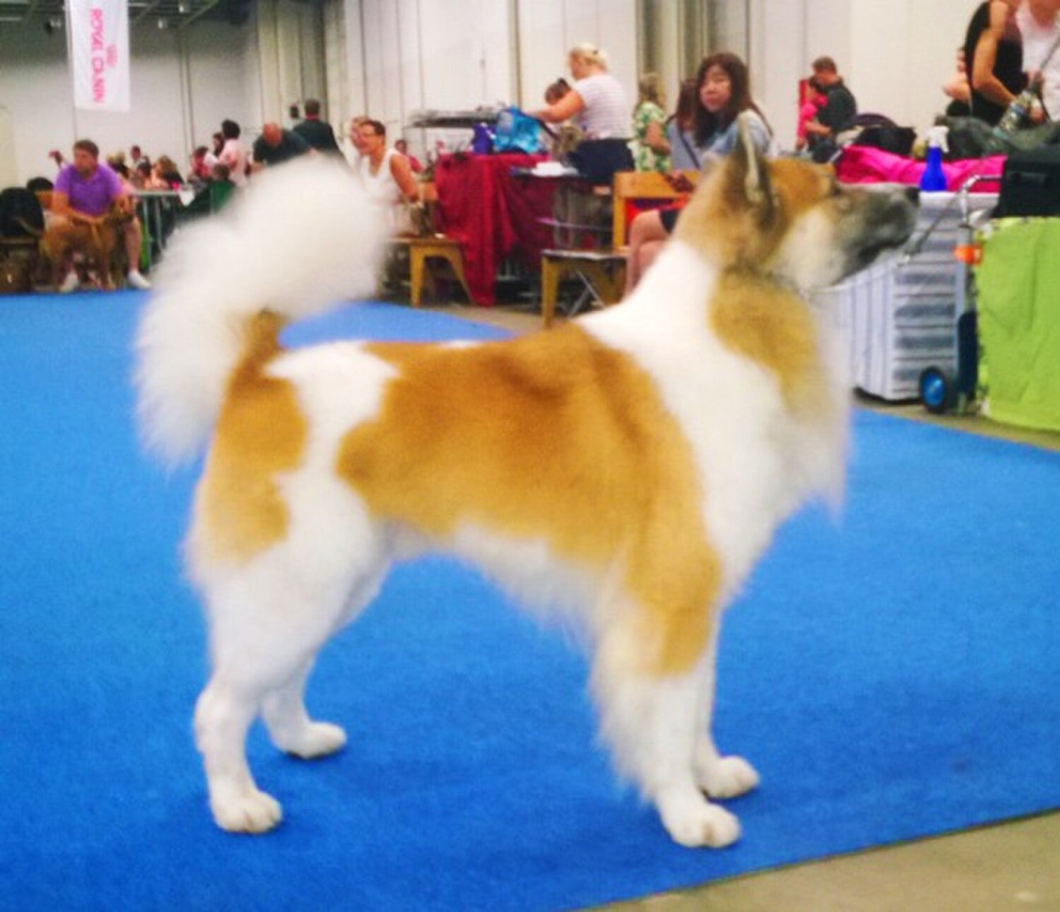 Thai Bangkaew dog breed