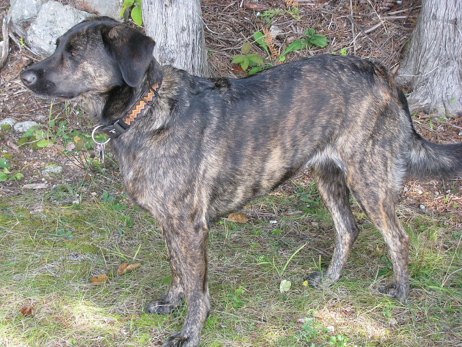 Treeing Tennessee Brindle dog breed