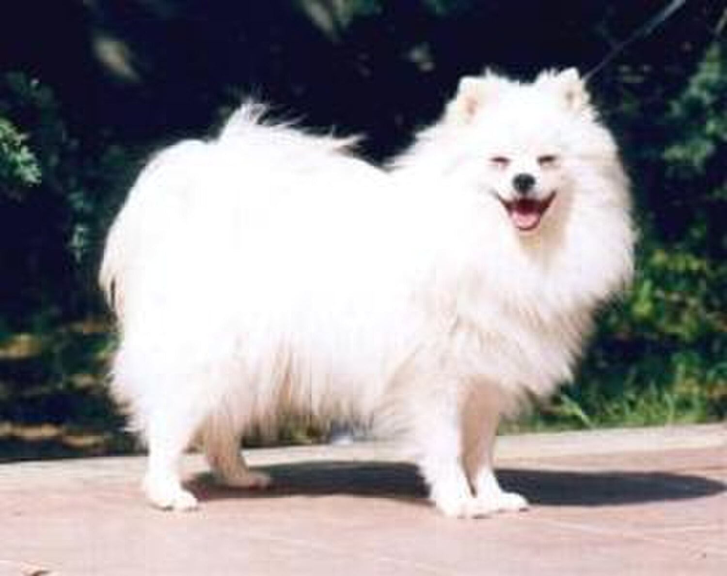 Volpino Italiano dog breed