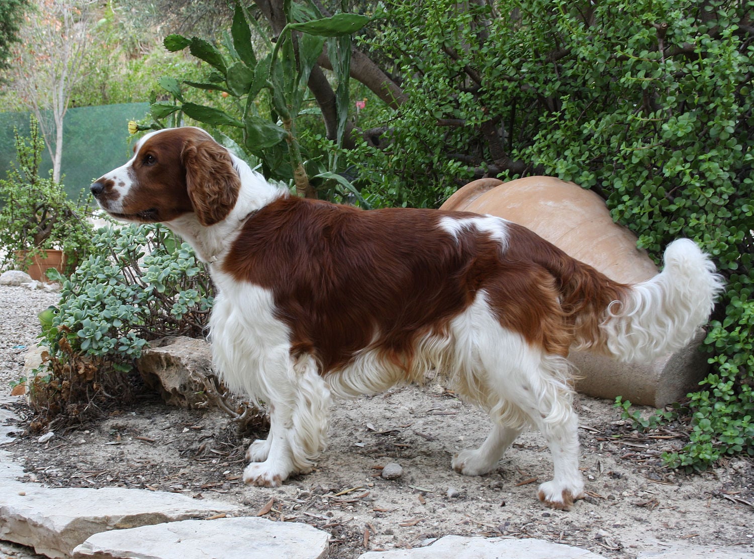 Welsh Springer Spaniel dog breed