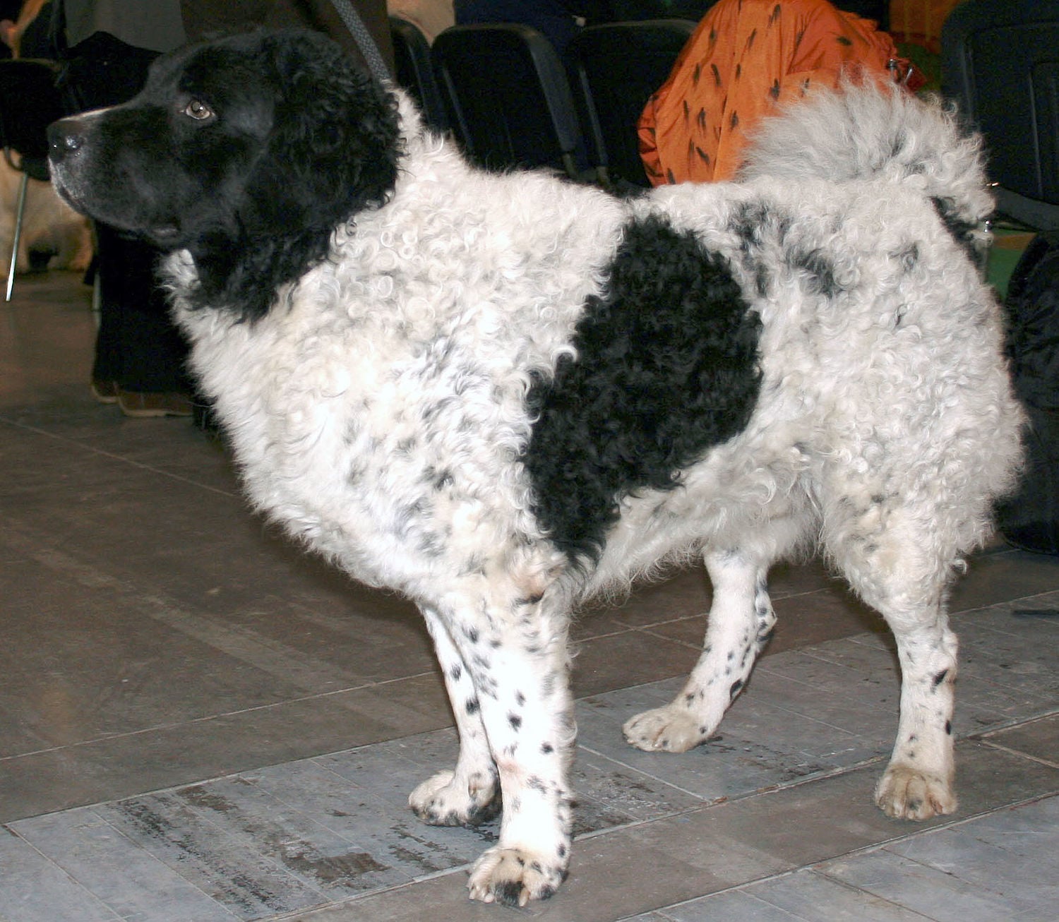 Wetterhoun dog breed